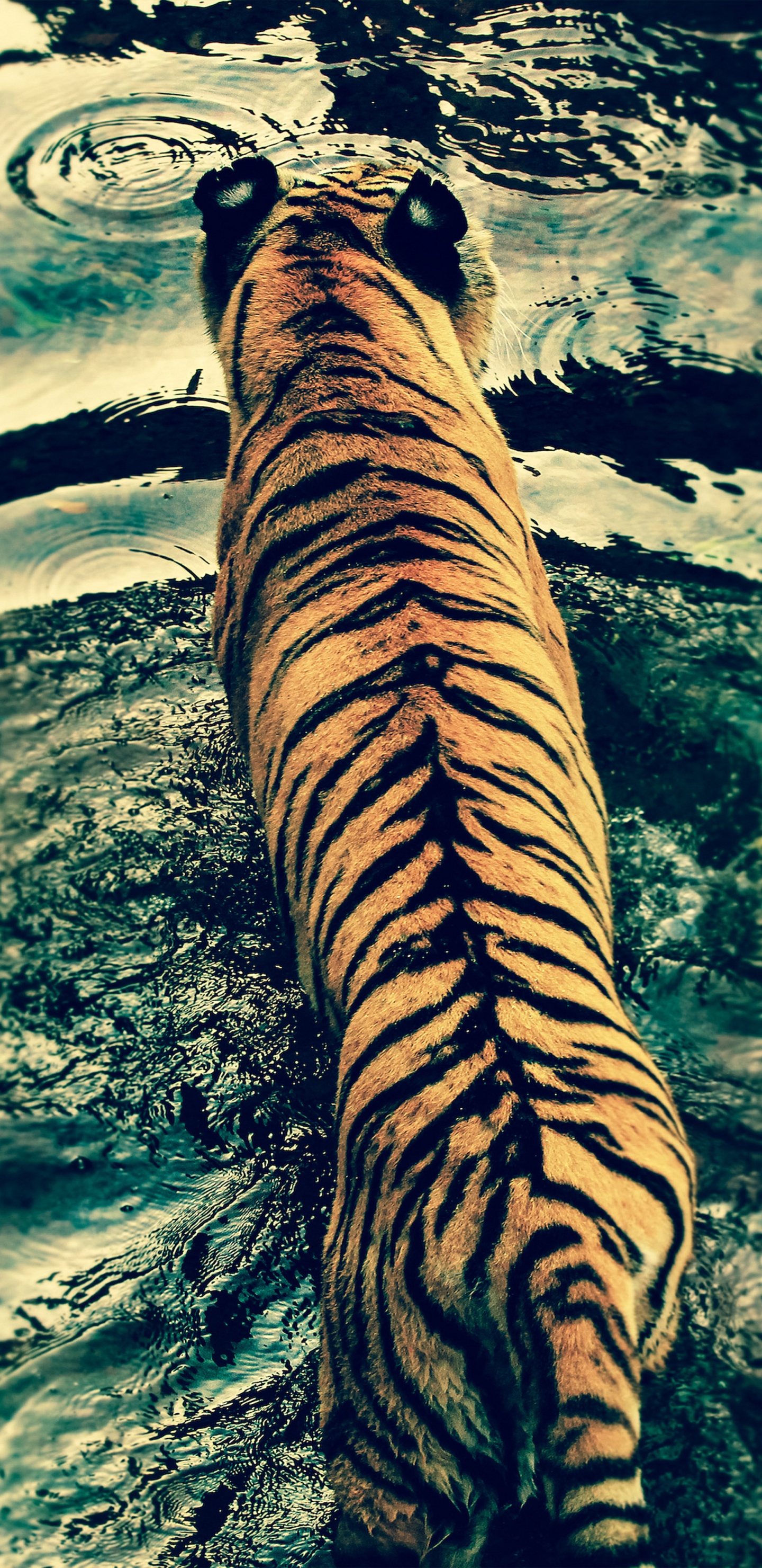 Обои кот, большая кошка, Белый тигр, бенгальский тигр, тигр в разрешении 1440x2960