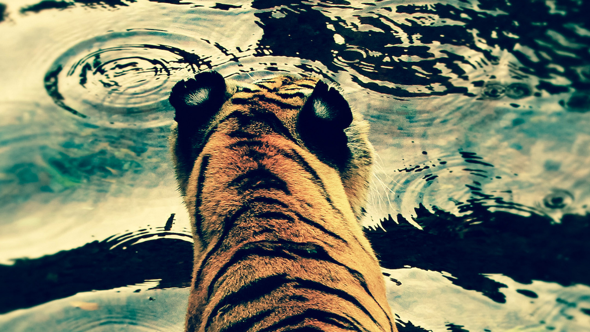 Обои кот, большая кошка, Белый тигр, бенгальский тигр, тигр в разрешении 1920x1080