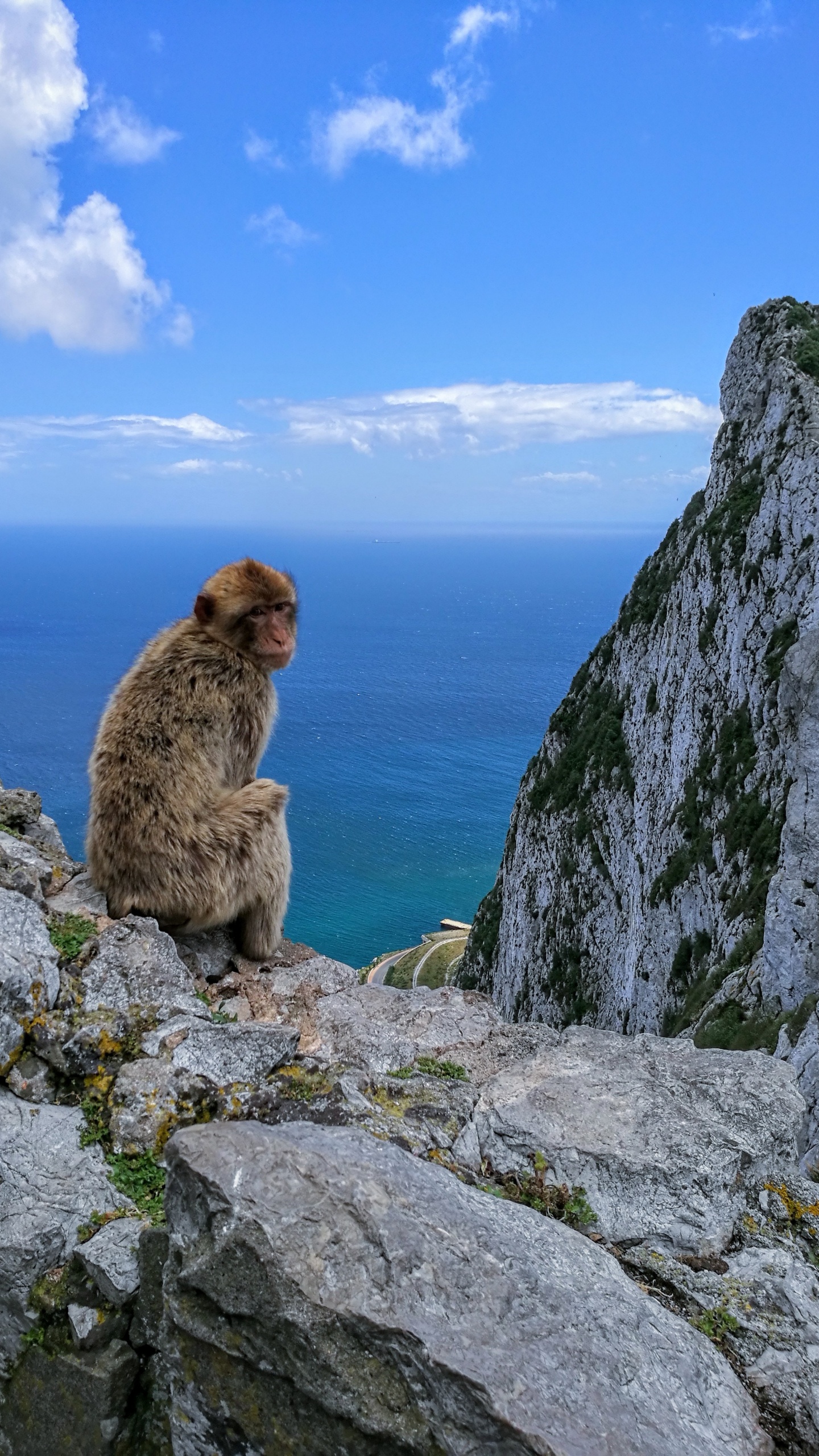 Обои рок, гора, обезьяны Старого Света, обезьяна, макака в разрешении 1440x2560