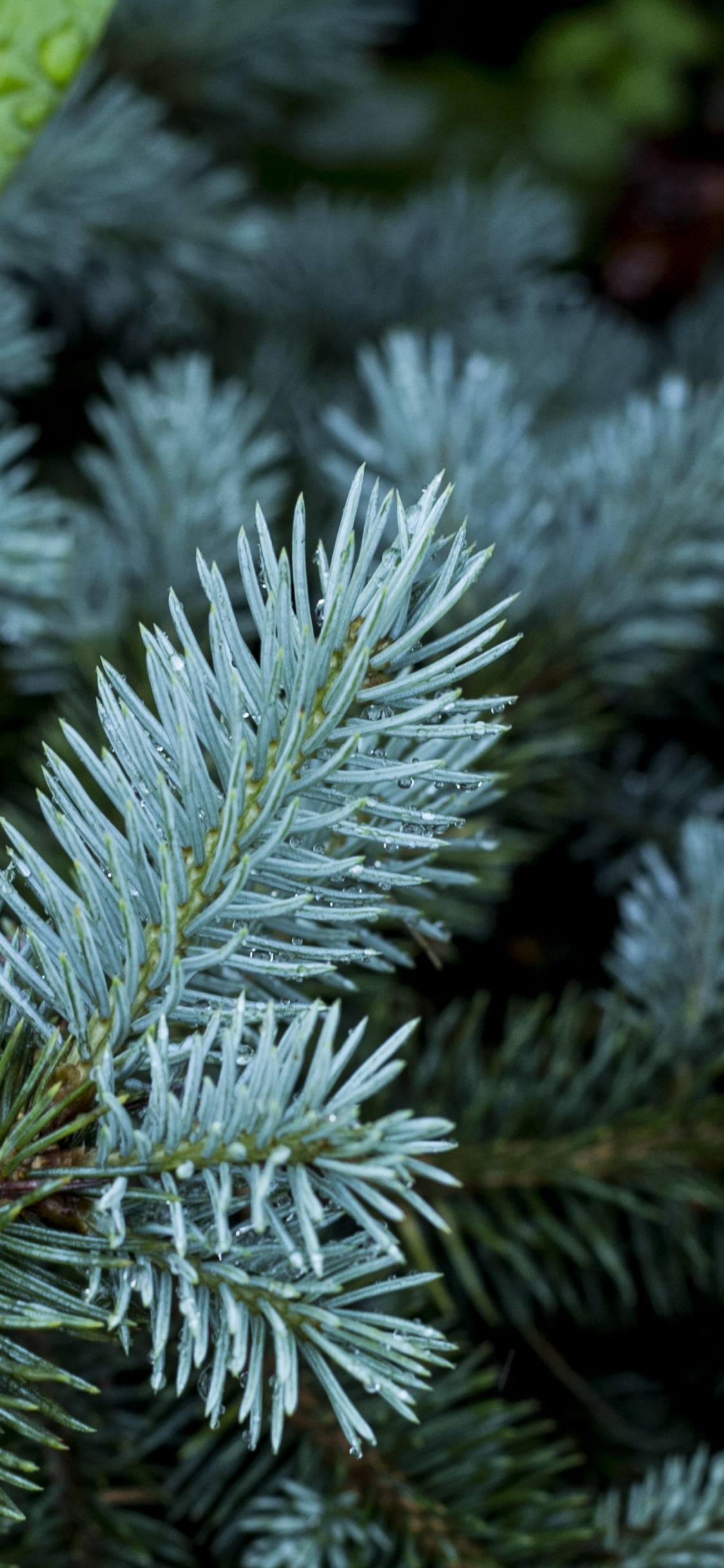 Обои сосна, ветвь, дерево, вечнозеленое растение, Хвойные в разрешении 1125x2436