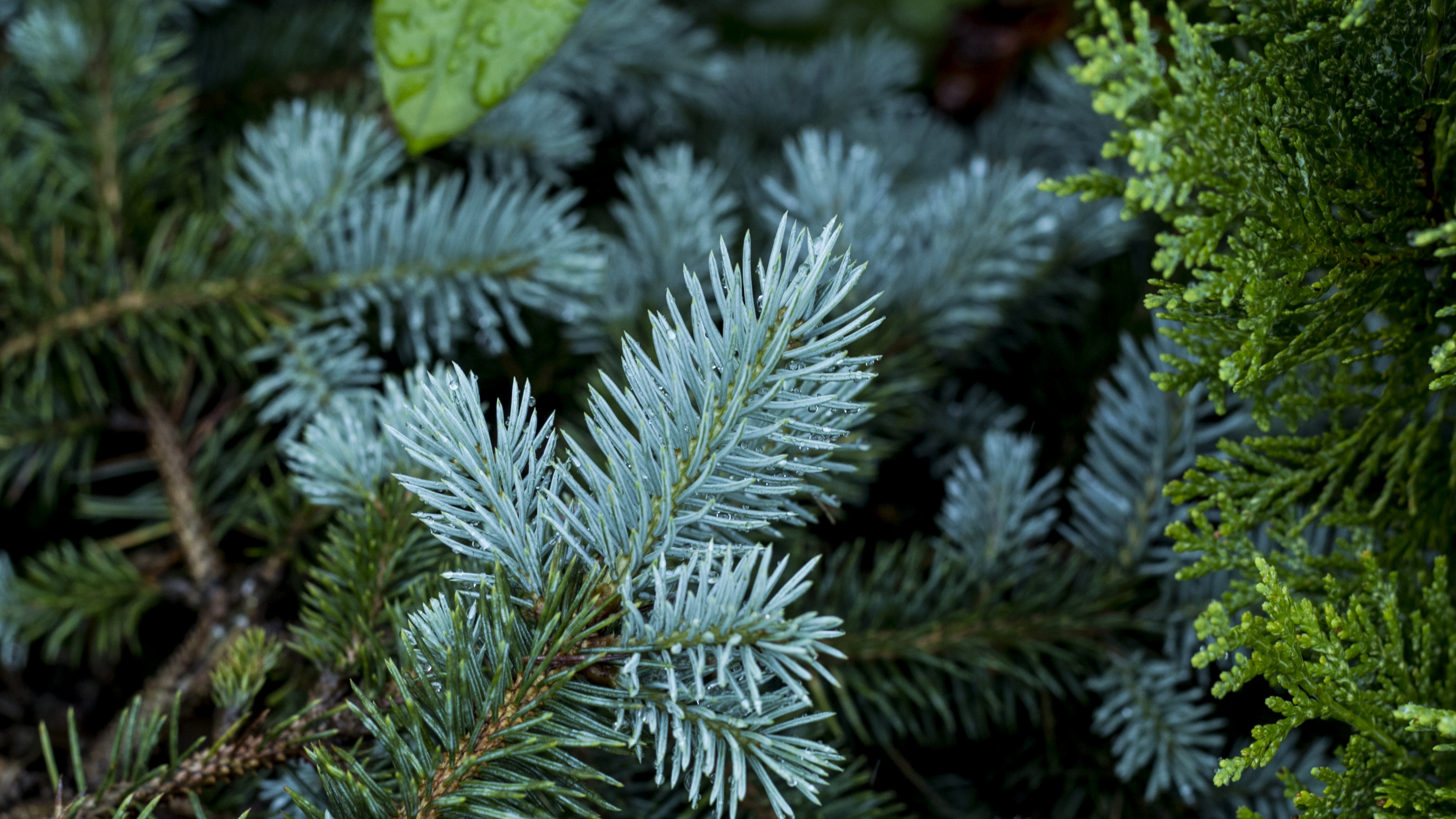 Обои сосна, ветвь, дерево, вечнозеленое растение, Хвойные в разрешении 3840x2160