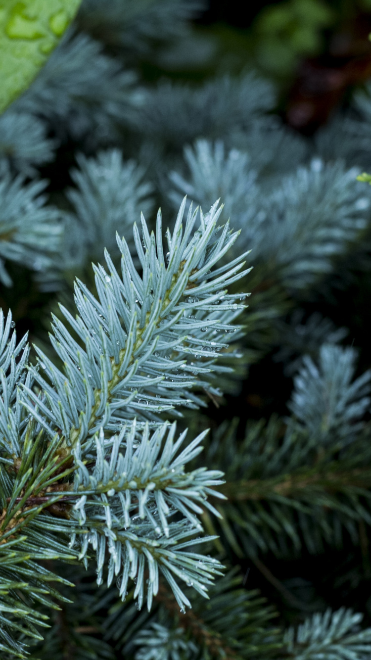 Обои сосна, ветвь, дерево, вечнозеленое растение, Хвойные в разрешении 750x1334