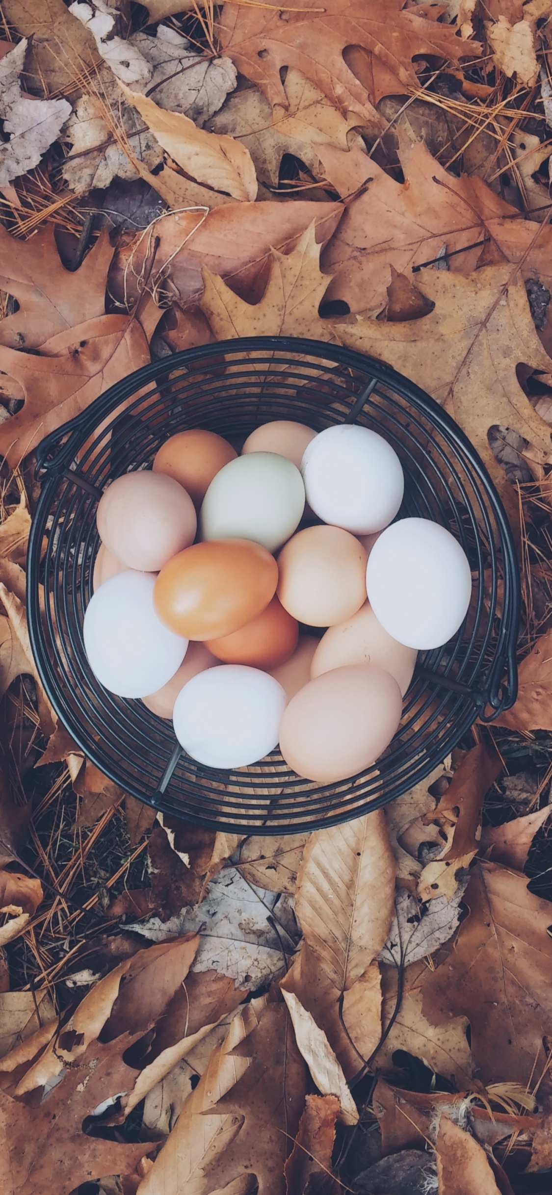 Обои яйцо, курица, птичье гнездо, пища, вареное яйцо в разрешении 1125x2436