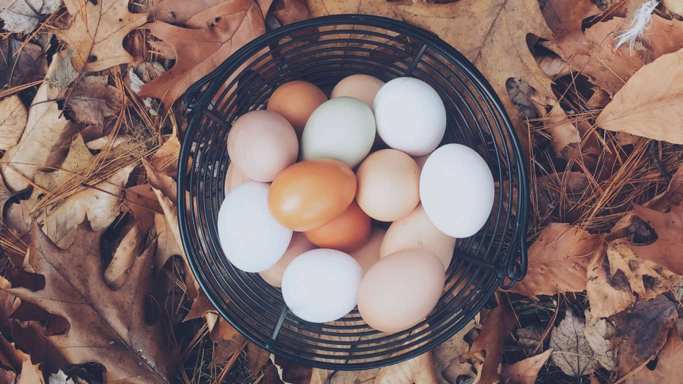 Обои яйцо, курица, птичье гнездо, пища, вареное яйцо в разрешении 1366x768