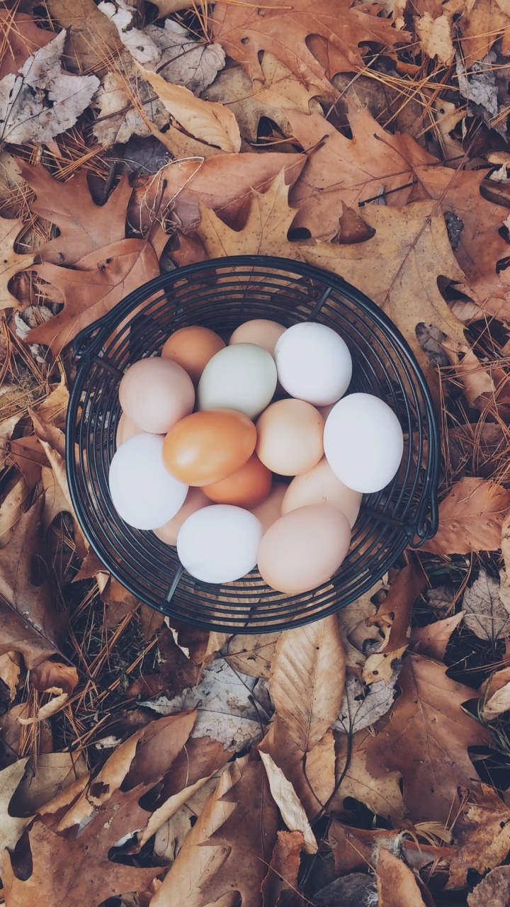 Обои яйцо, курица, птичье гнездо, пища, вареное яйцо в разрешении 720x1280