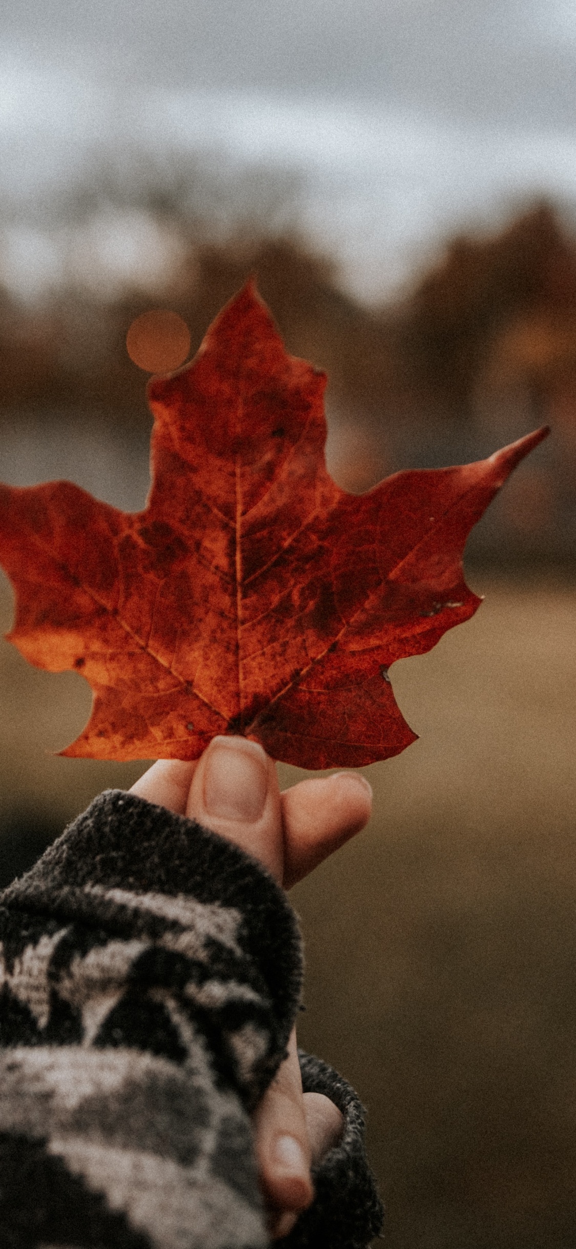 Обои кленовый лист, красота, древесные растения, красный цвет, дерево в разрешении 1125x2436