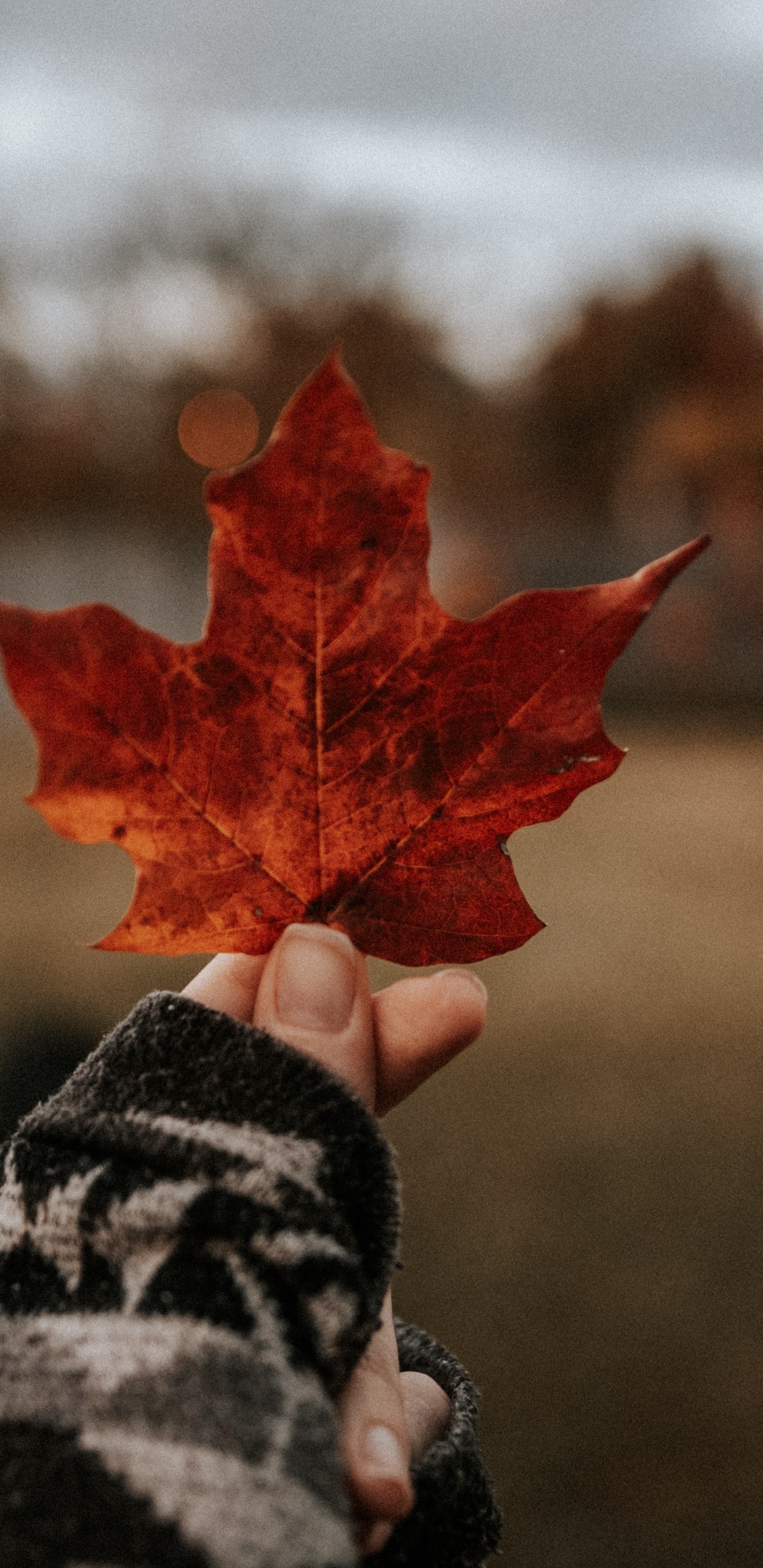 Обои кленовый лист, красота, древесные растения, красный цвет, дерево в разрешении 1440x2960