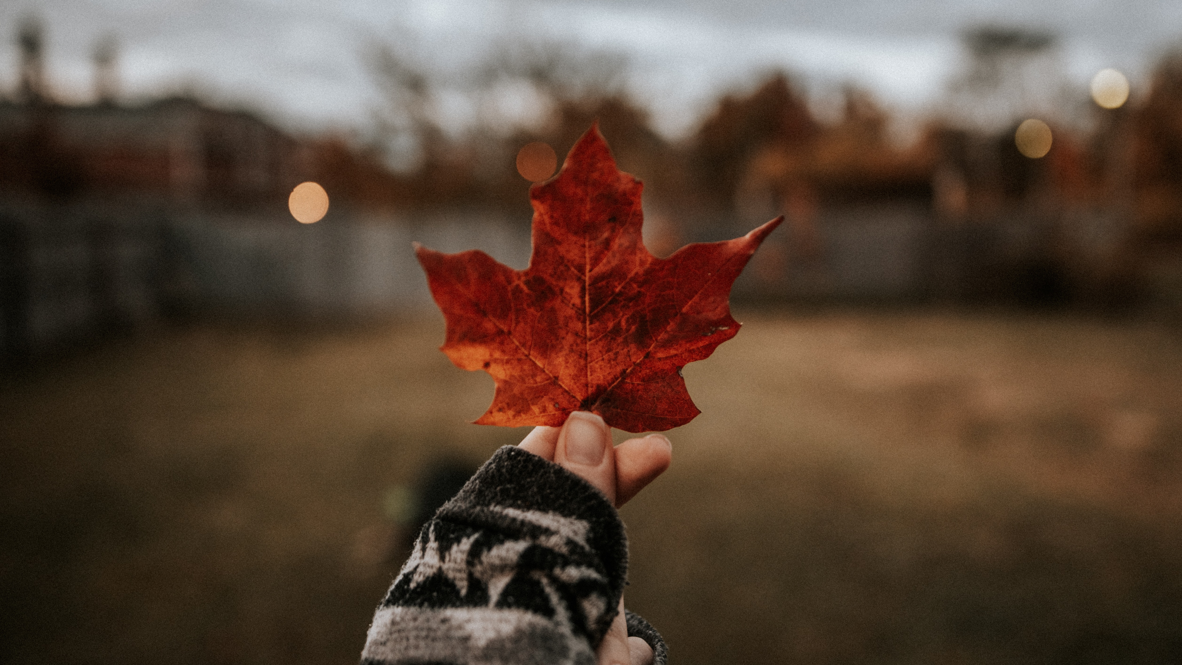 Обои кленовый лист, красота, древесные растения, красный цвет, дерево в разрешении 3840x2160