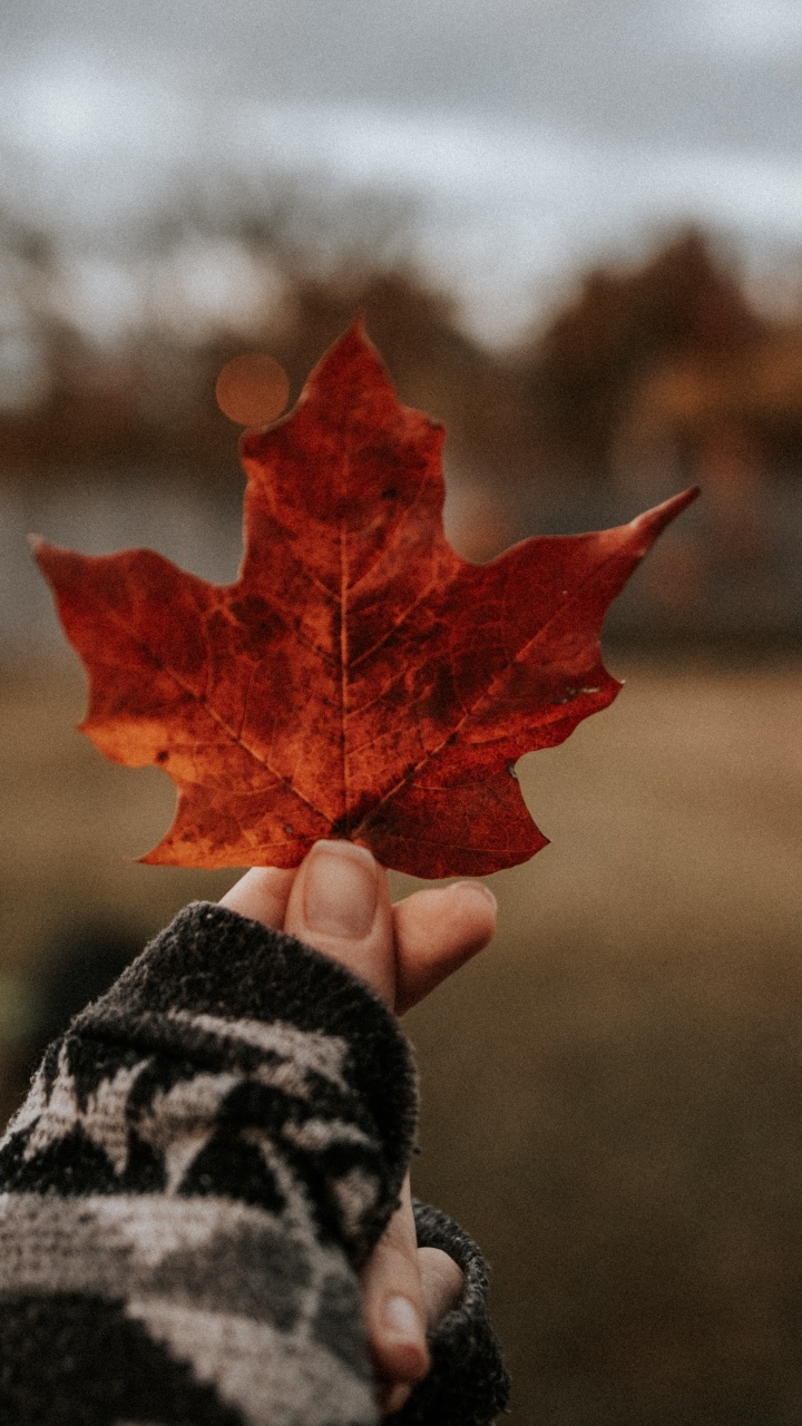 Обои кленовый лист, красота, древесные растения, красный цвет, дерево в разрешении 720x1280