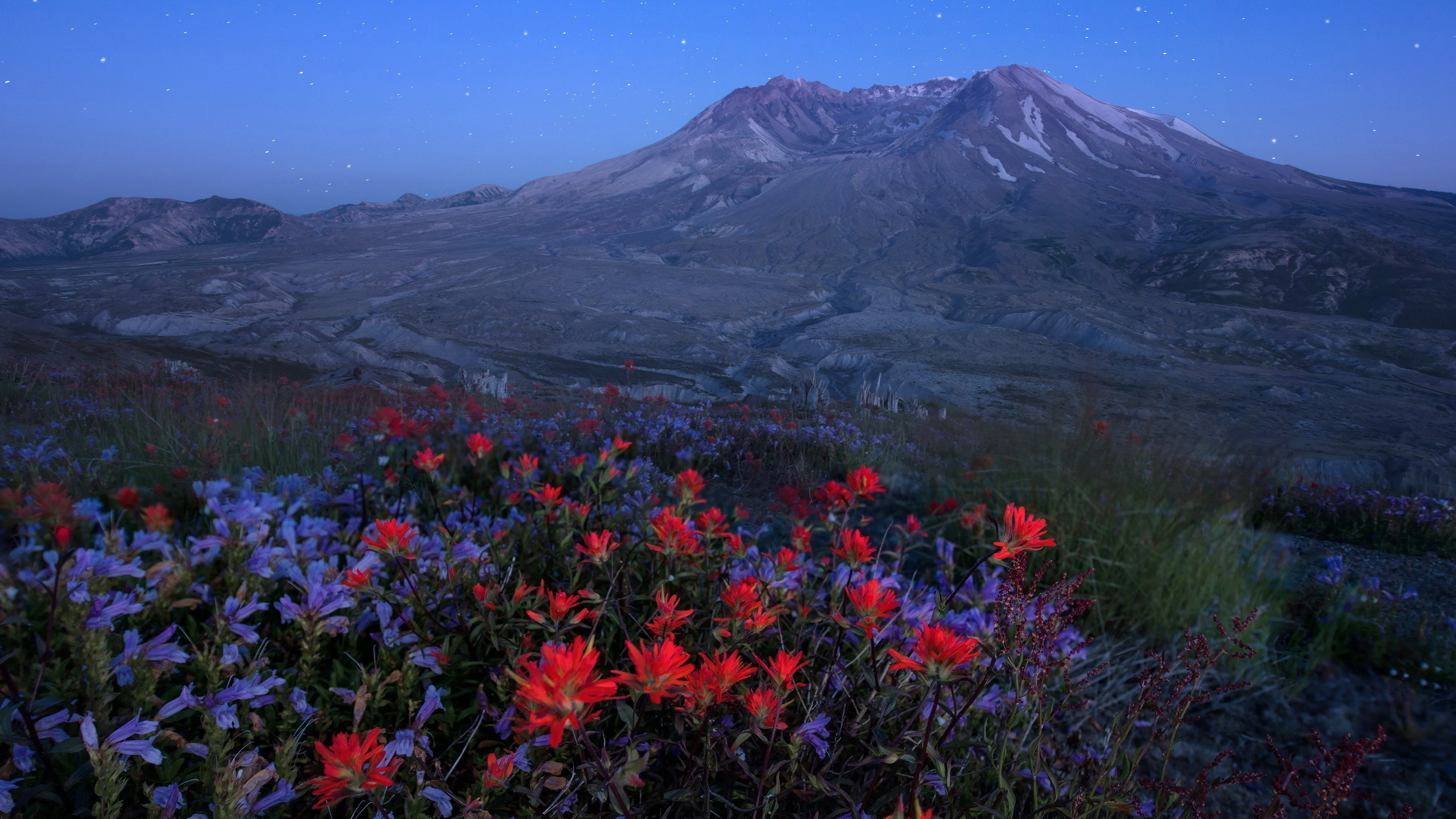 Обои гора, природа, дикая местность, полевой цветок, цветок в разрешении 2560x1440