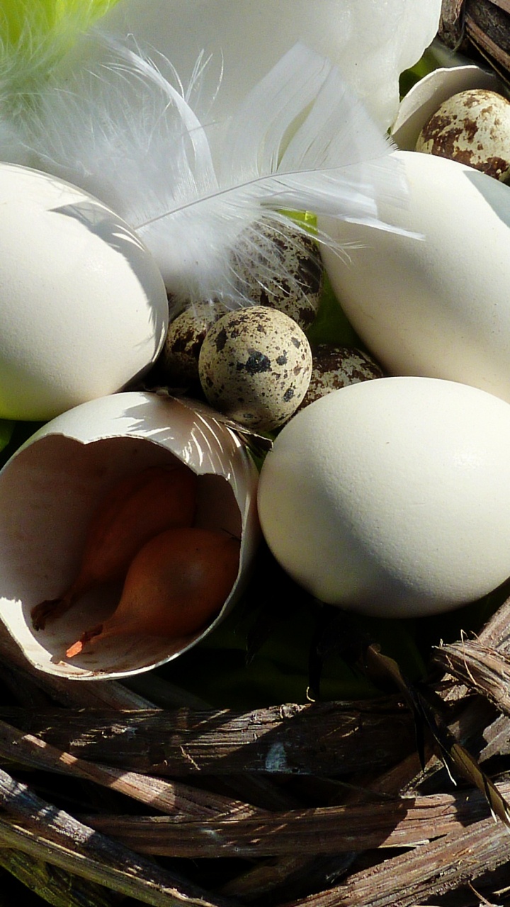 Обои пасхальное яйцо, яйцо, птичье гнездо, растение, пища в разрешении 720x1280