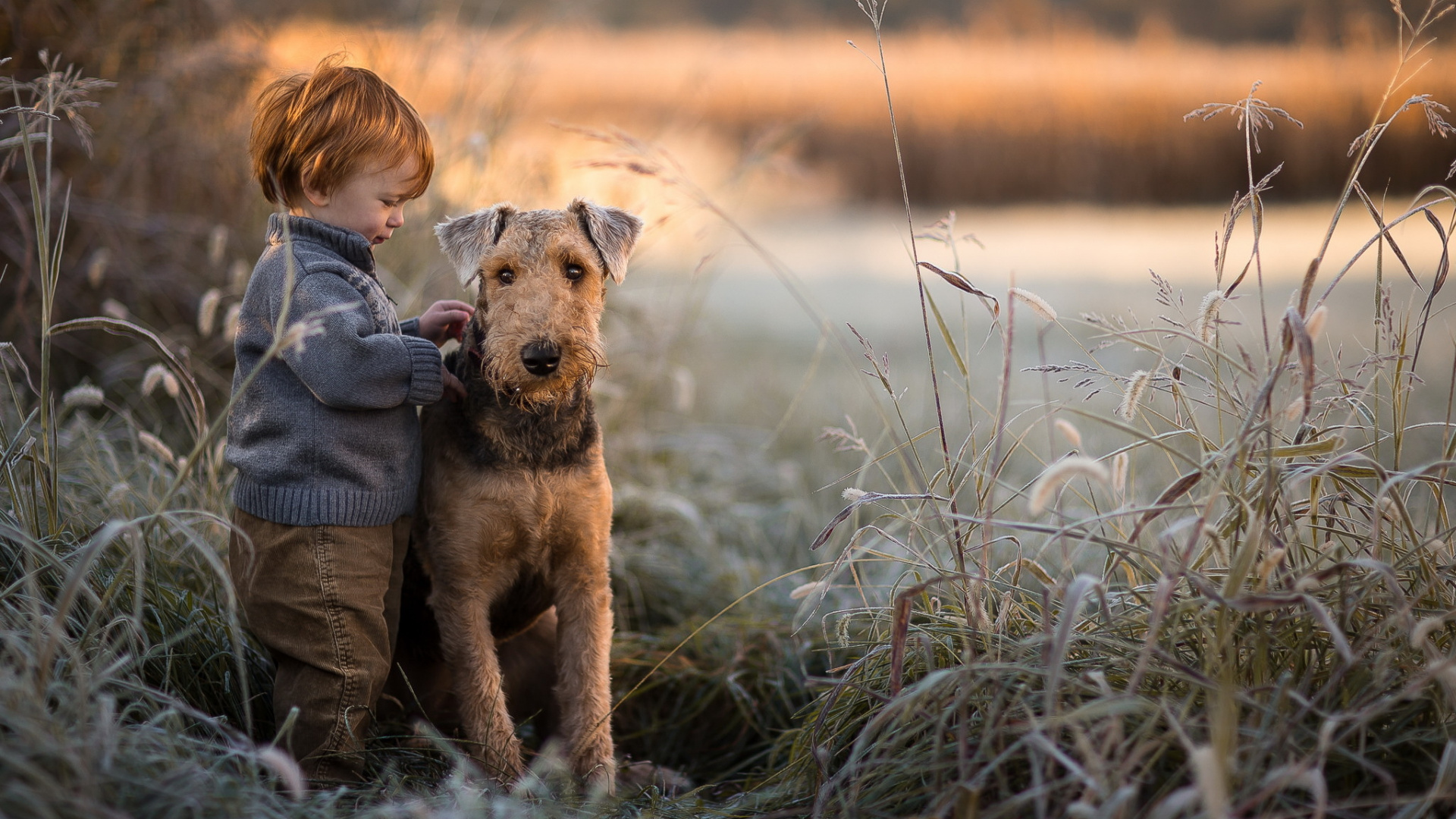 Обои щенок, пес, собака породы, терьер, ребенок в разрешении 1920x1080