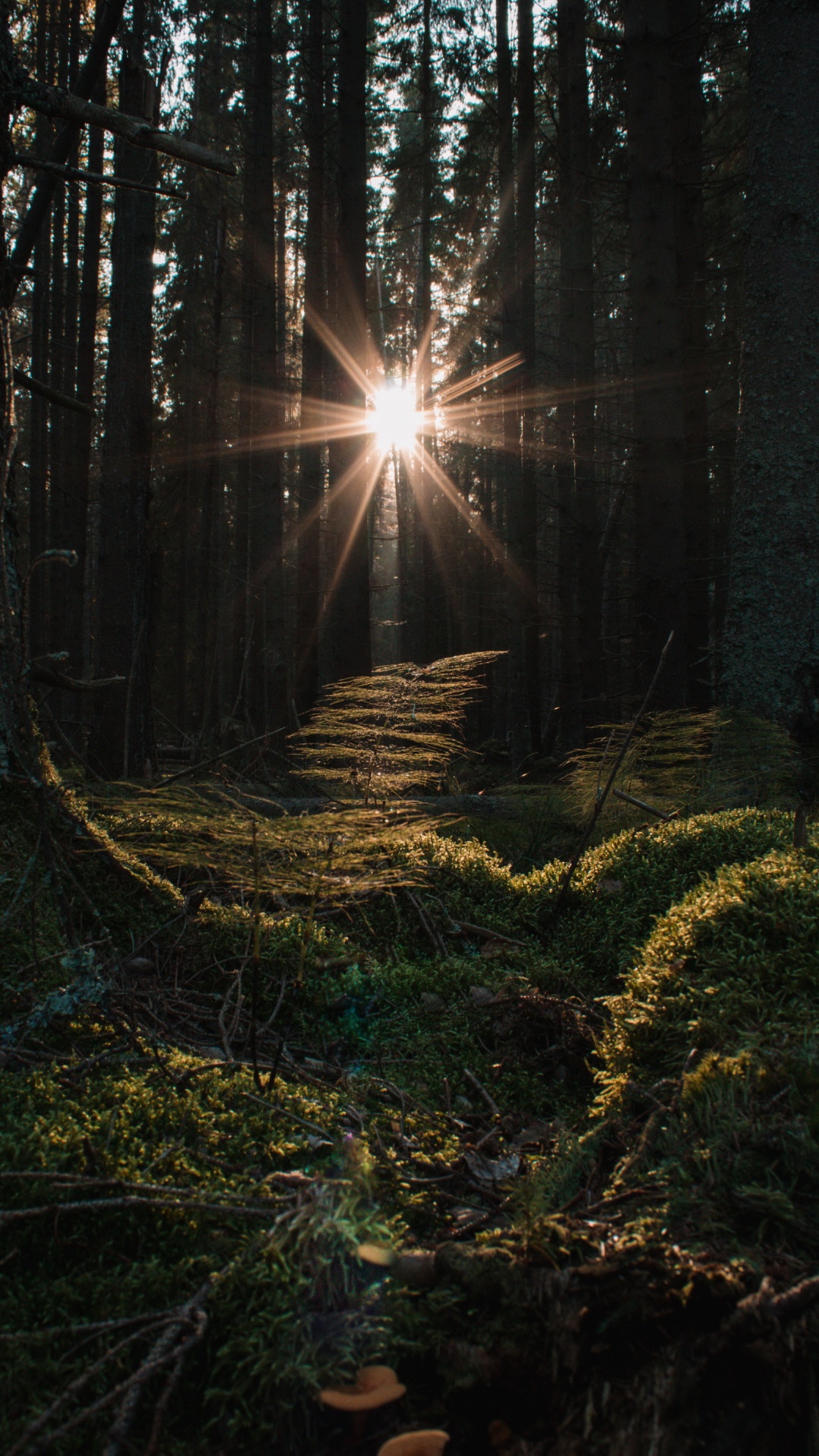 Обои смартфон, яблоко, атмосфера, Люди в природе, древесина в разрешении 1080x1920