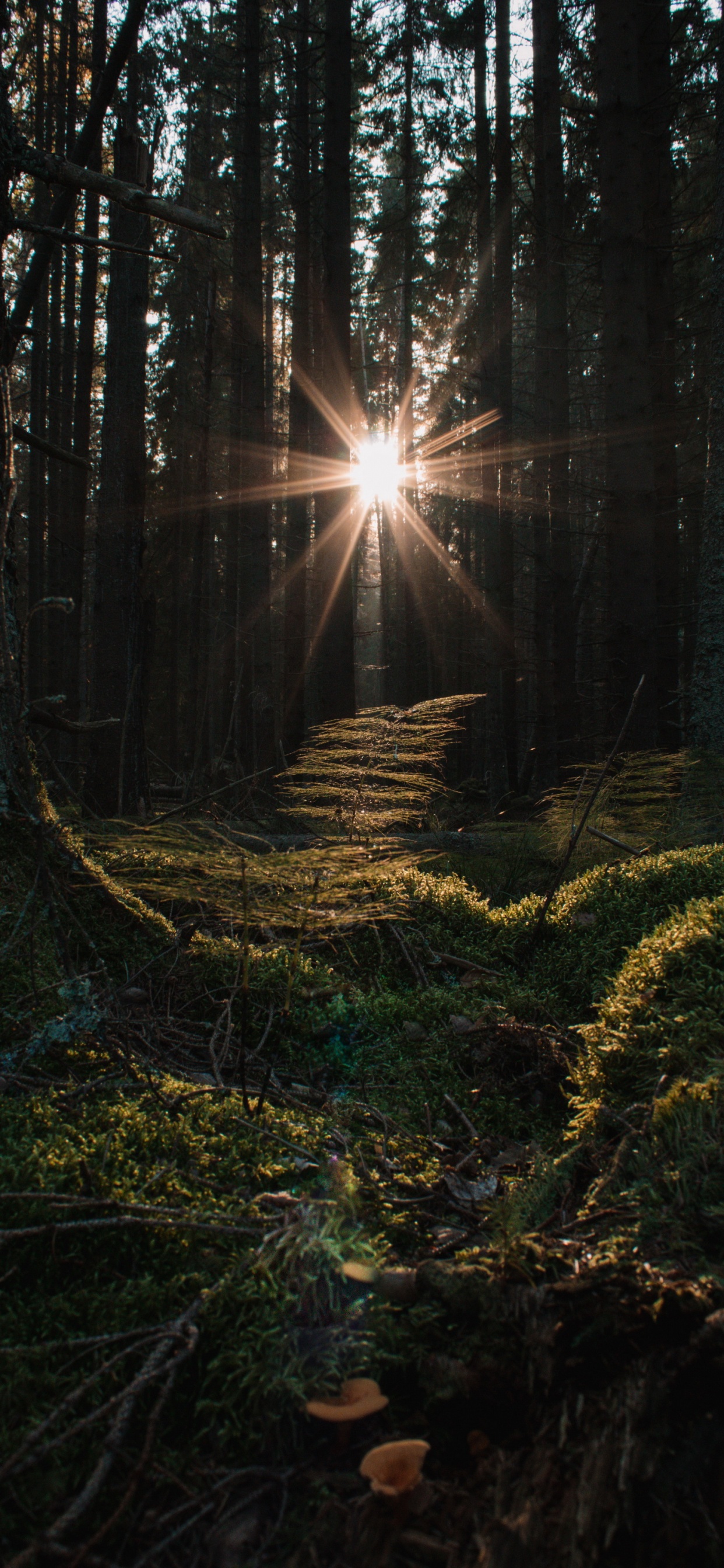 Обои смартфон, яблоко, атмосфера, Люди в природе, древесина в разрешении 1242x2688