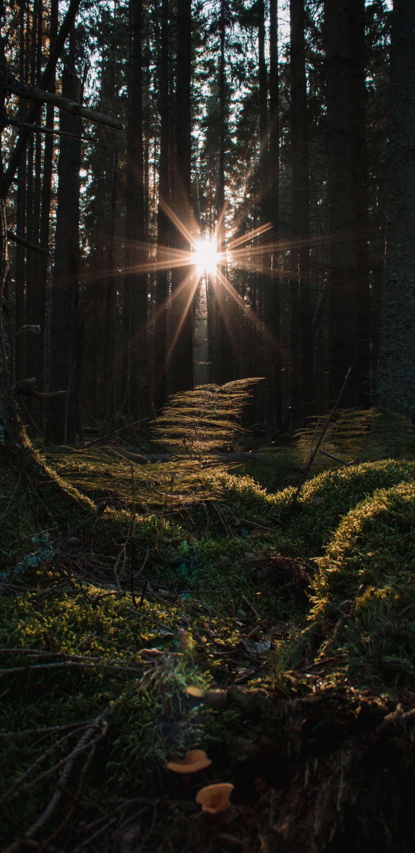 Обои смартфон, яблоко, атмосфера, Люди в природе, древесина в разрешении 1440x2960