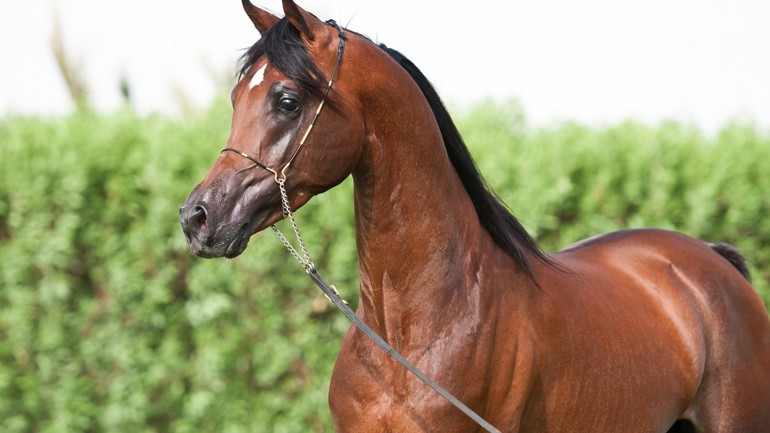 Обои Арабская лошадь, конь, жеребец, грива, кобыла в разрешении 2560x1440