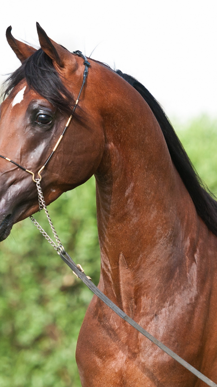 Обои Арабская лошадь, конь, жеребец, грива, кобыла в разрешении 750x1334