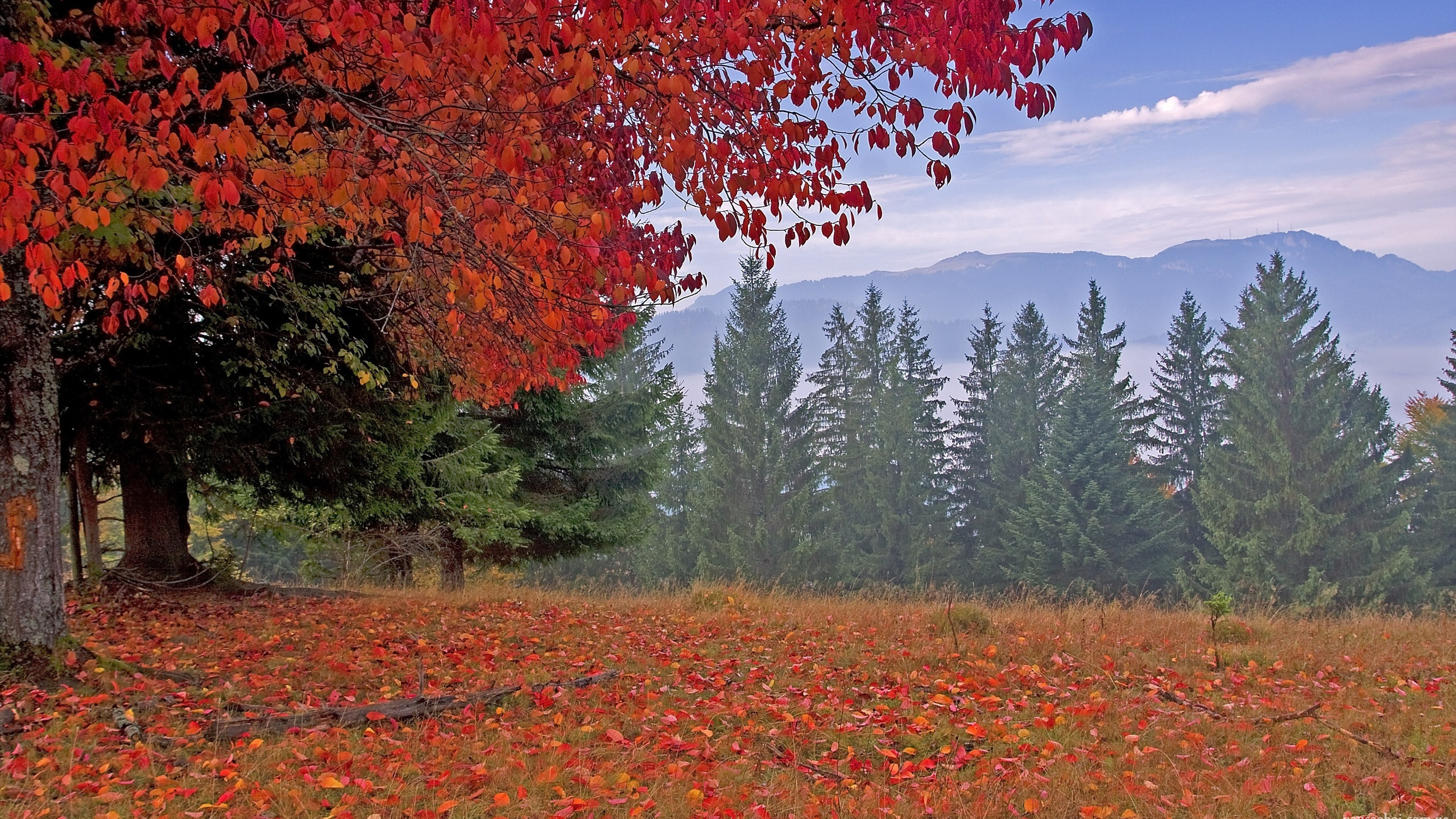 Обои осень, дерево, лист, природа, полевой цветок в разрешении 2560x1440