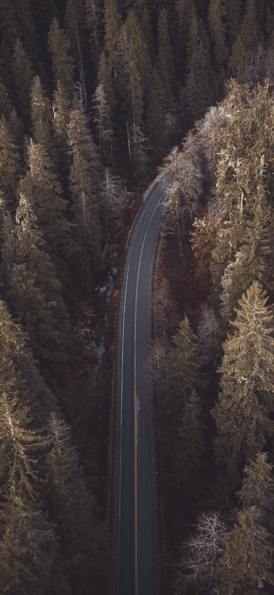 Обои отражение, Природа М, формирование, дерево, коричневый цвет в разрешении 1125x2436