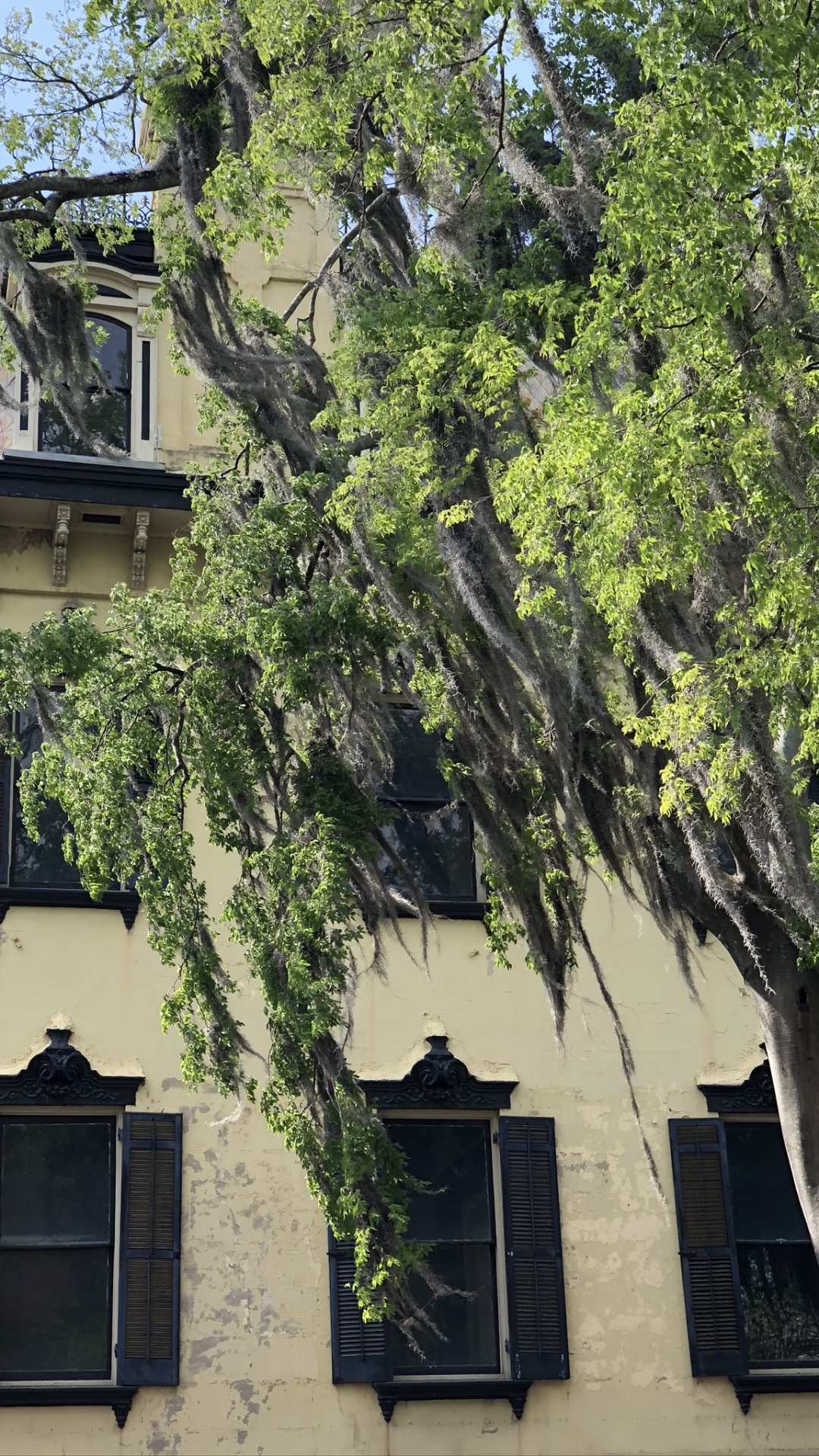 Обои дерево, недвижимость, ветвь, окно, свойство в разрешении 1080x1920