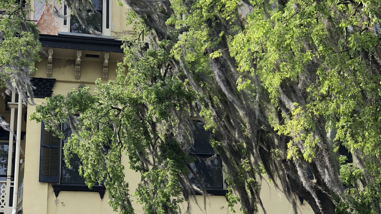 Обои дерево, недвижимость, ветвь, окно, свойство в разрешении 1280x720