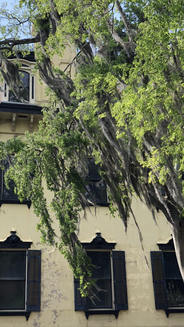 Обои дерево, недвижимость, ветвь, окно, свойство в разрешении 750x1334