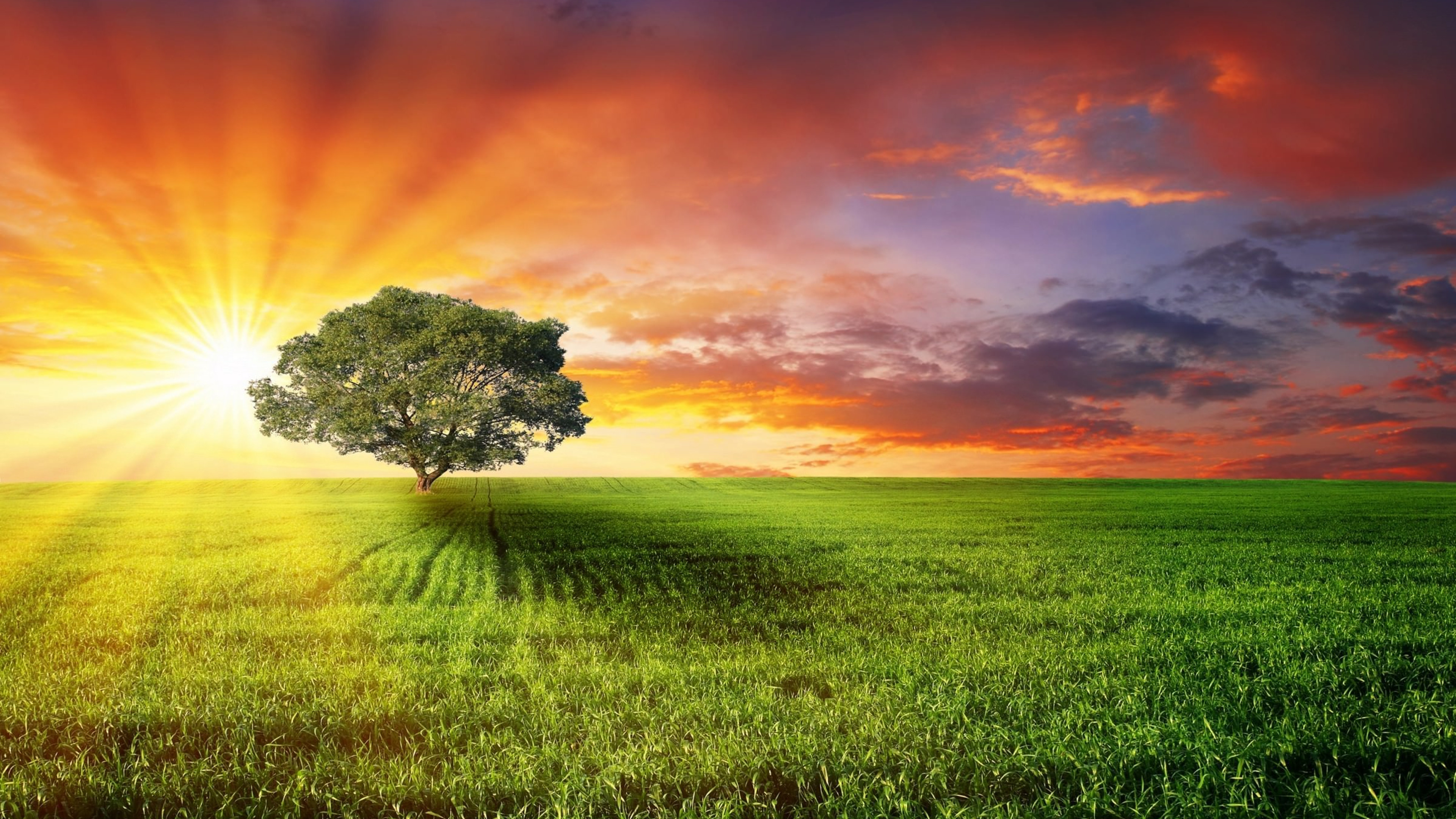 Обои природа, поле, сенокосное угодье, солнечный свет, луг в разрешении 3840x2160