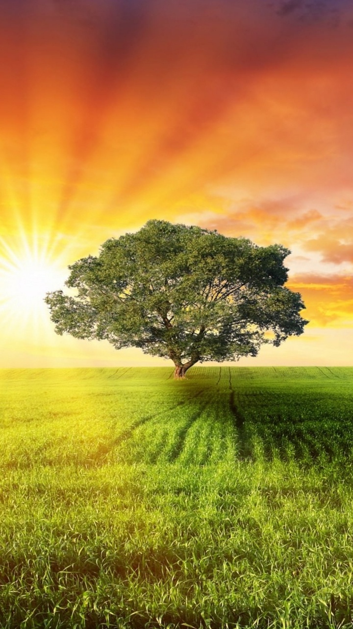 Обои природа, поле, сенокосное угодье, солнечный свет, луг в разрешении 720x1280