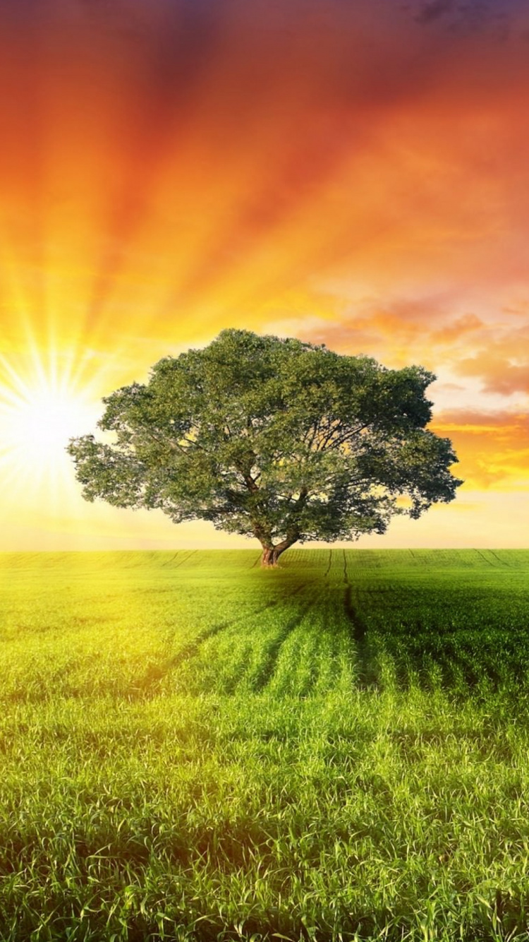 Обои природа, поле, сенокосное угодье, солнечный свет, луг в разрешении 750x1334