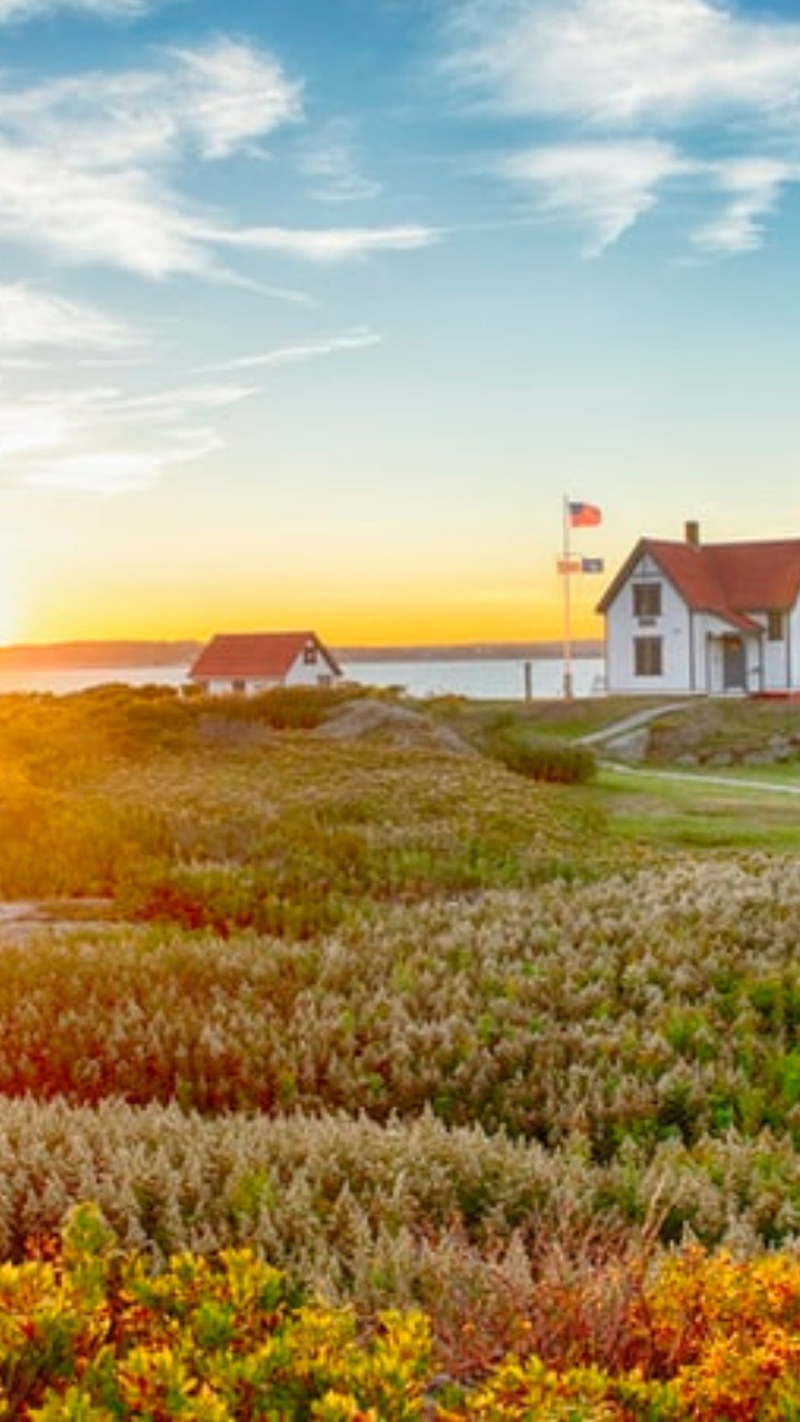 Обои поле, облако, растение, экорегион, цветок в разрешении 720x1280