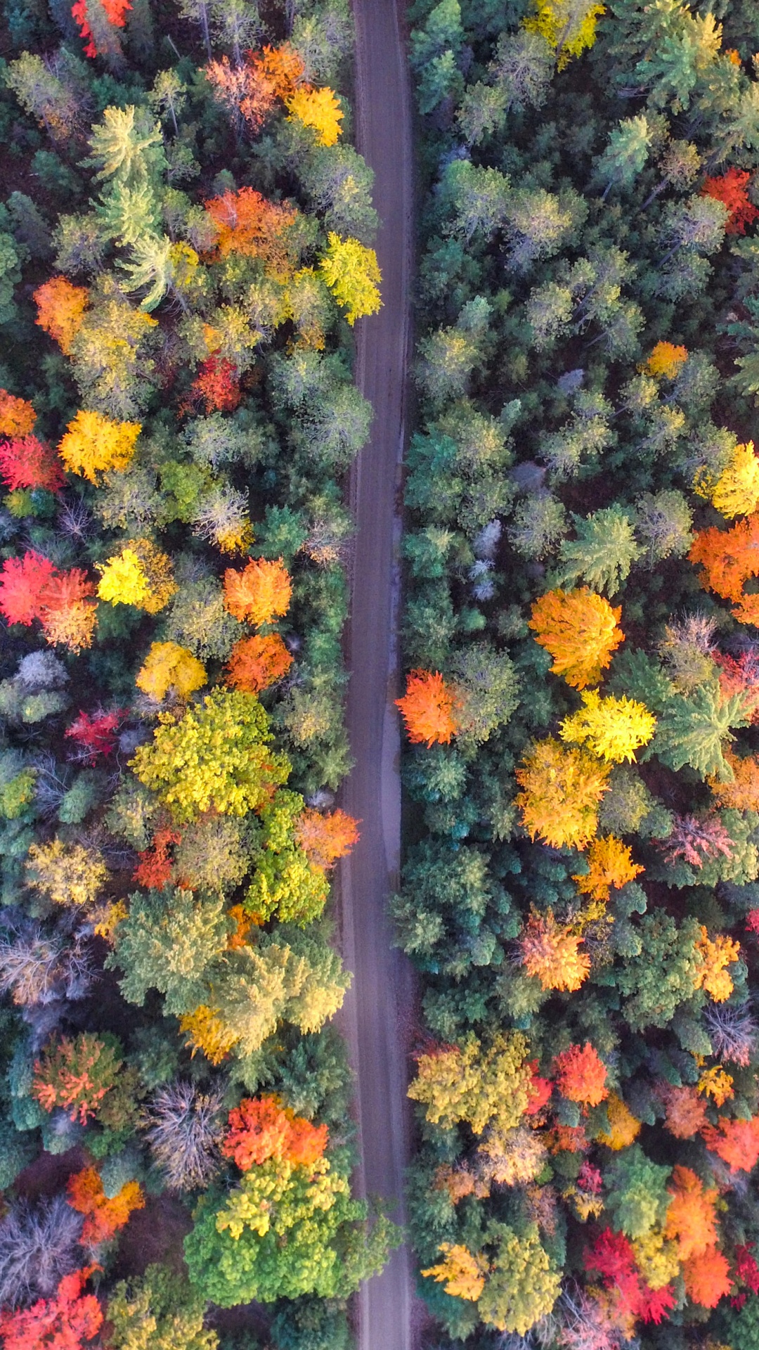 Обои с высоты птичьего полета, желтый, цветок, красочность, Апельсин в разрешении 1080x1920
