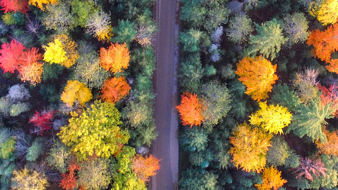 Обои с высоты птичьего полета, желтый, цветок, красочность, Апельсин в разрешении 1280x720