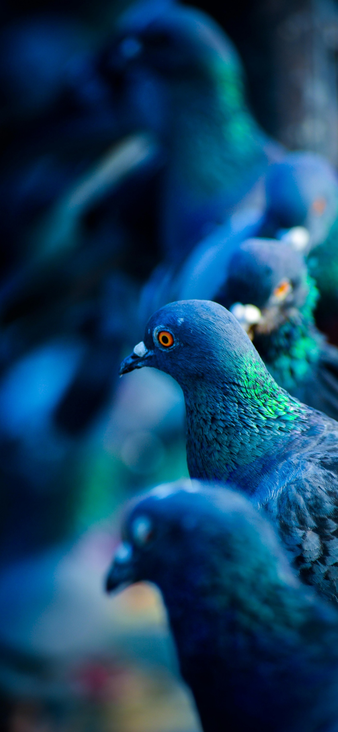 Обои Сизый голубь, белоголовый голубь, зеленый голубь, синий голубь, голуби и горлицы в разрешении 1125x2436