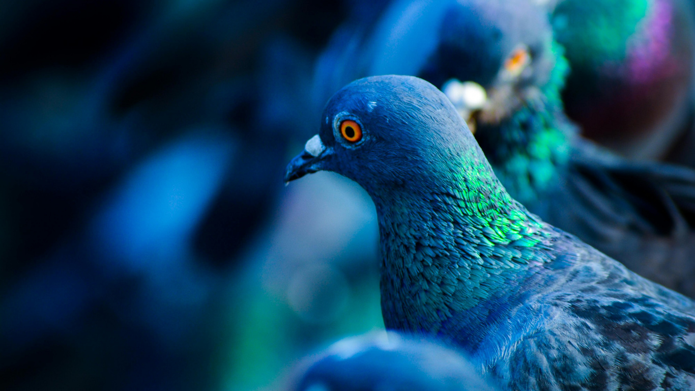 Обои Сизый голубь, белоголовый голубь, зеленый голубь, синий голубь, голуби и горлицы в разрешении 1366x768
