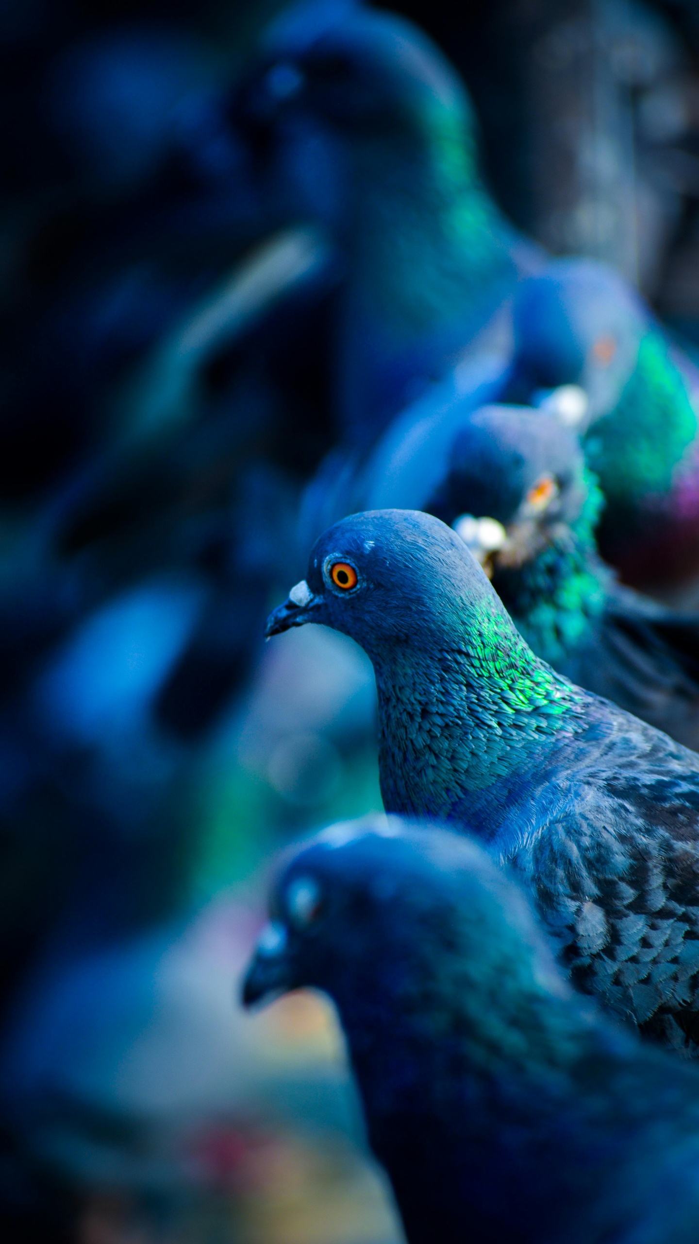 Обои Сизый голубь, белоголовый голубь, зеленый голубь, синий голубь, голуби и горлицы в разрешении 1440x2560