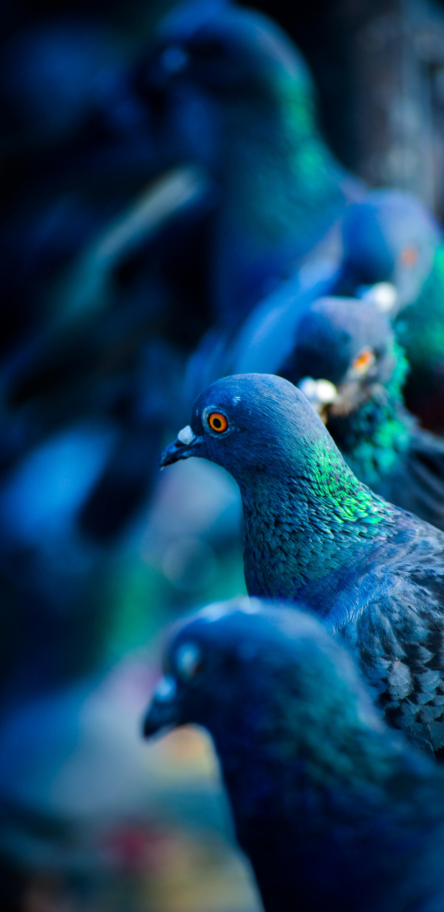 Обои Сизый голубь, белоголовый голубь, зеленый голубь, синий голубь, голуби и горлицы в разрешении 1440x2960