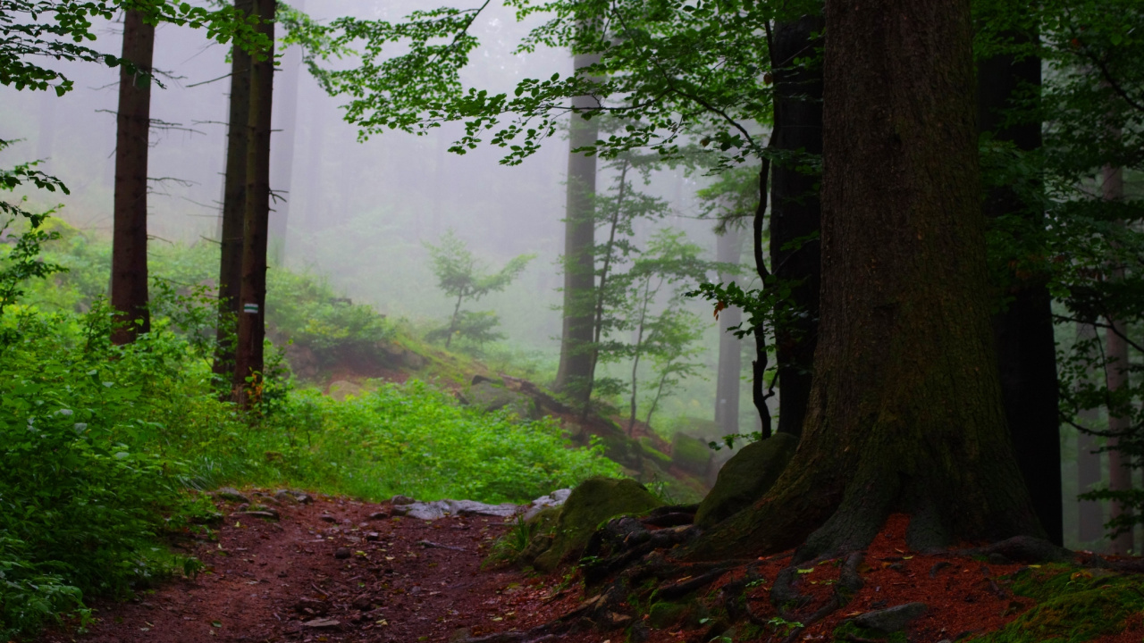 Обои природа, лес, лесистая местность, хвойными лесами, дерево в разрешении 1280x720