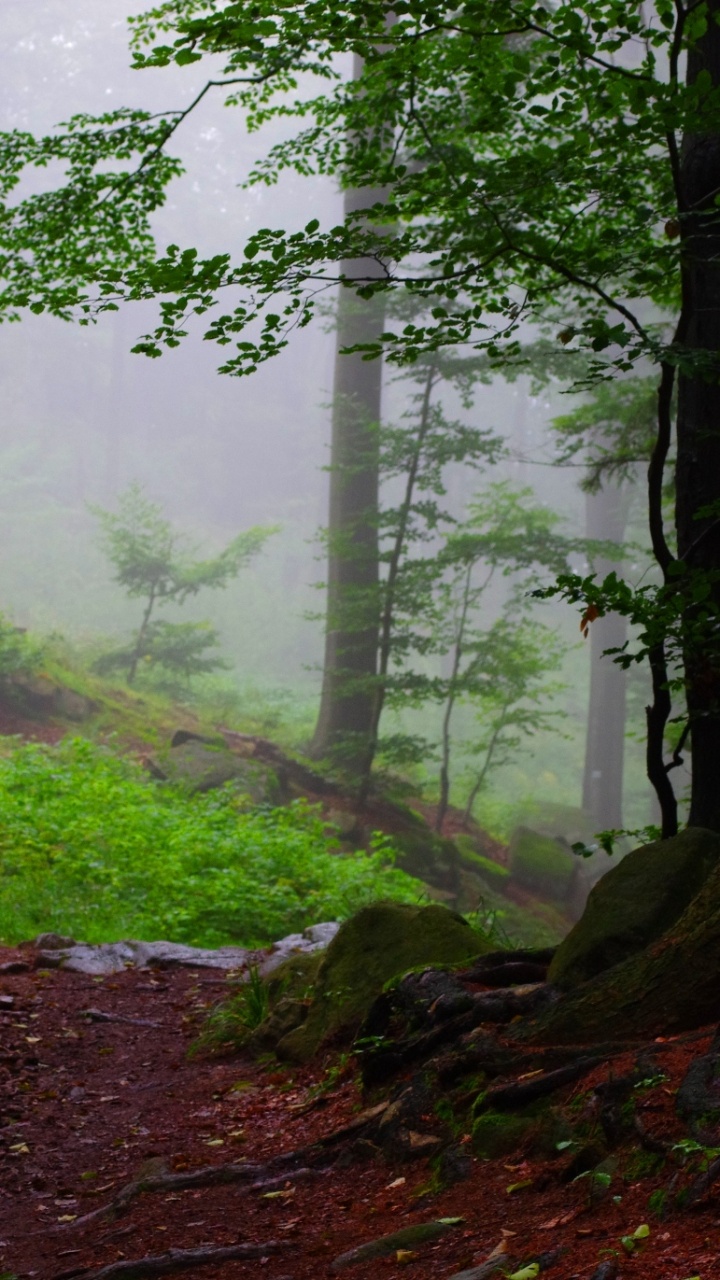 Обои природа, лес, лесистая местность, хвойными лесами, дерево в разрешении 720x1280