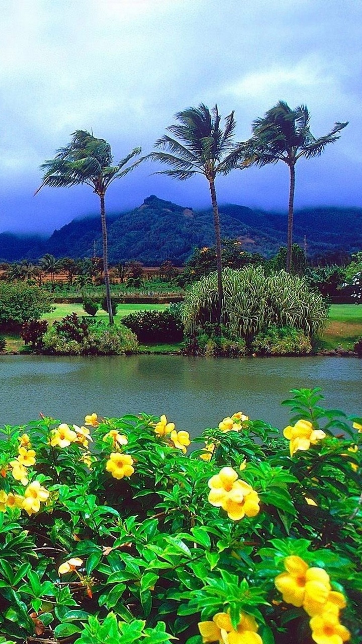 Обои оаху, кауаи, путешествие, природа, растительность в разрешении 720x1280