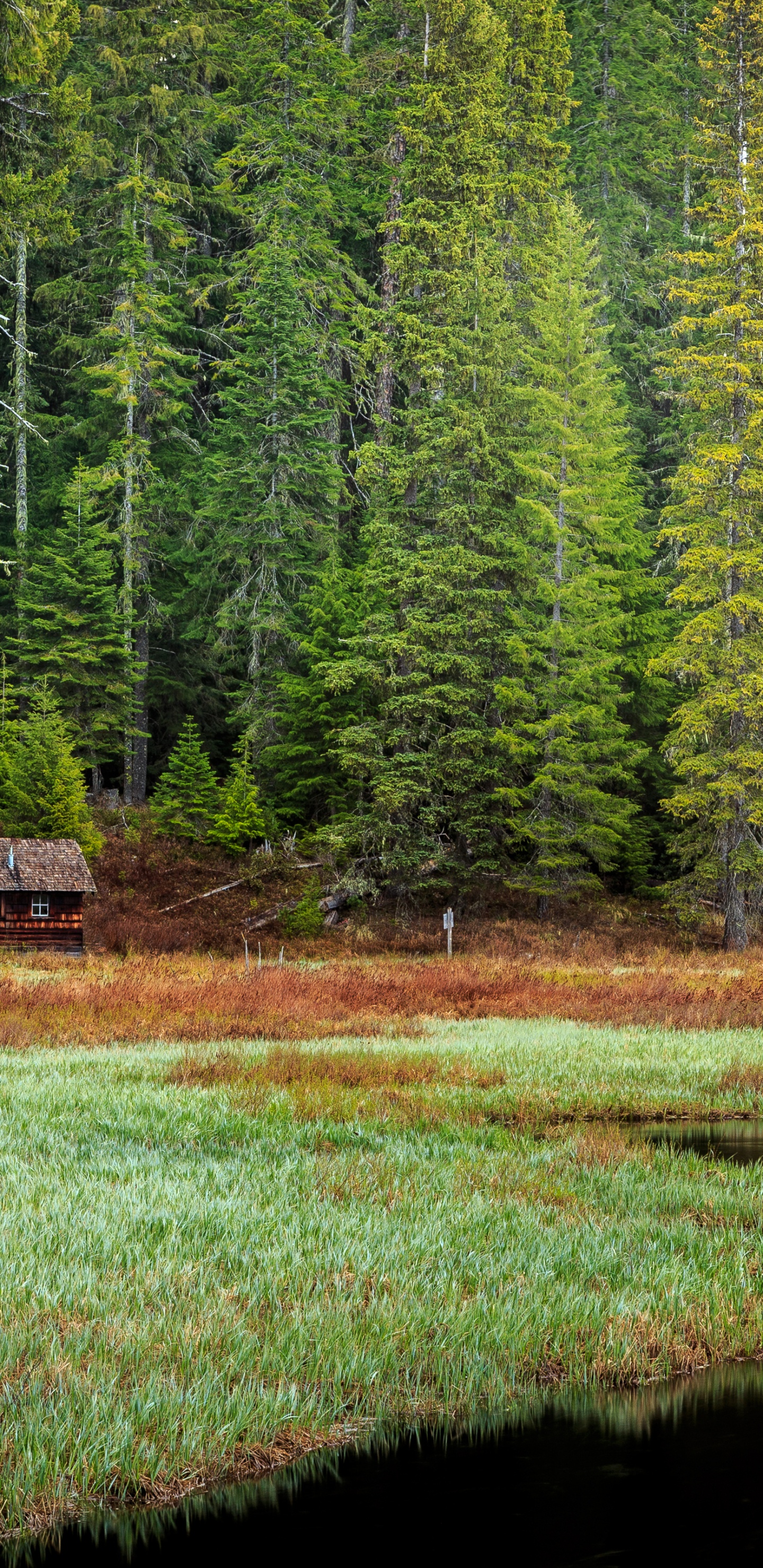 Обои природа, дикая местность, пейзаж, растение, вода в разрешении 1440x2960