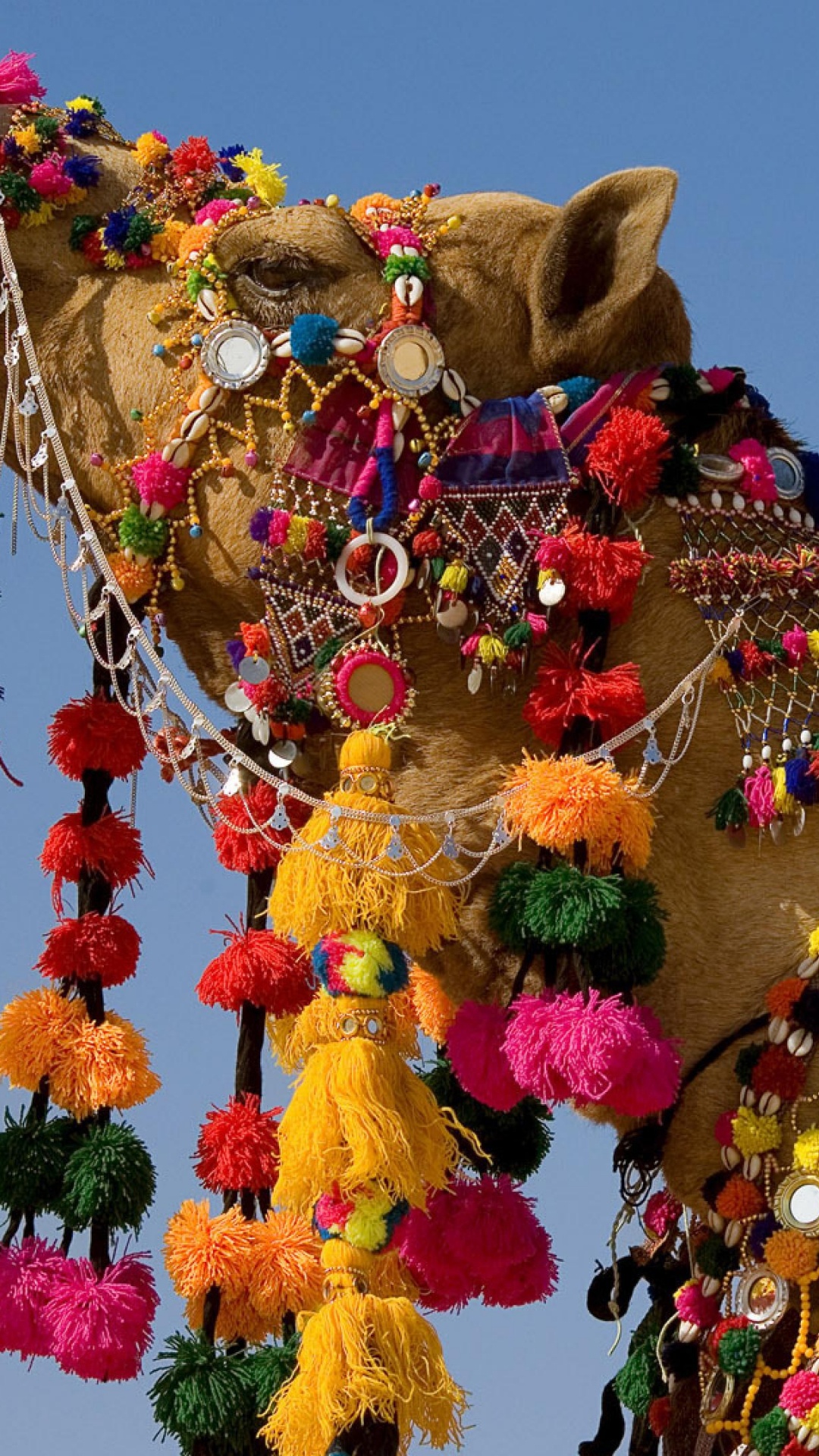 Обои Ярмарка Пушкар, фестиваль верблюдов, Джайсалмер, пустыня, верблюд в разрешении 1080x1920