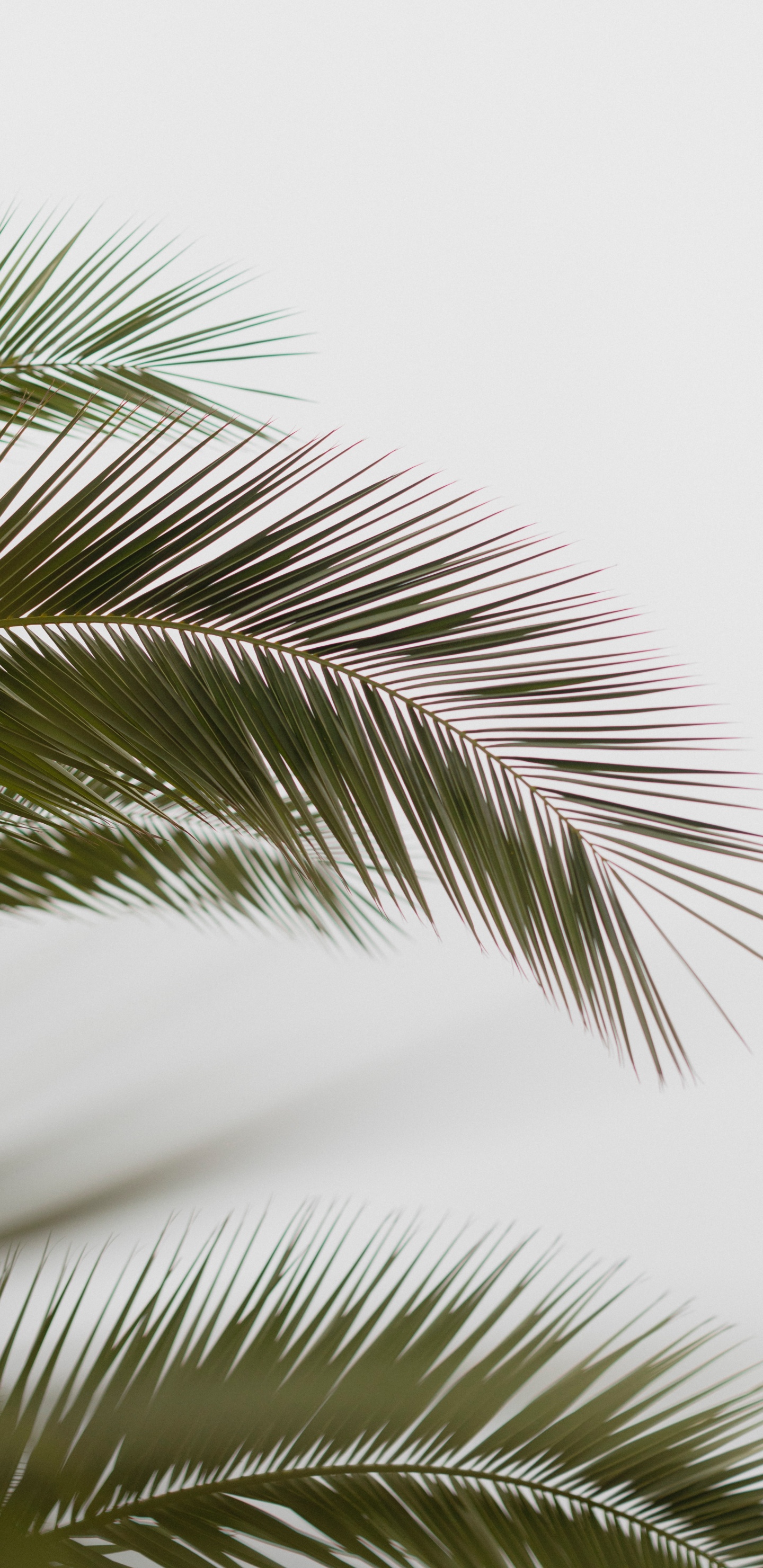 Обои лист, пальмовые рощи, дерево, растительность, Пальма в разрешении 1440x2960