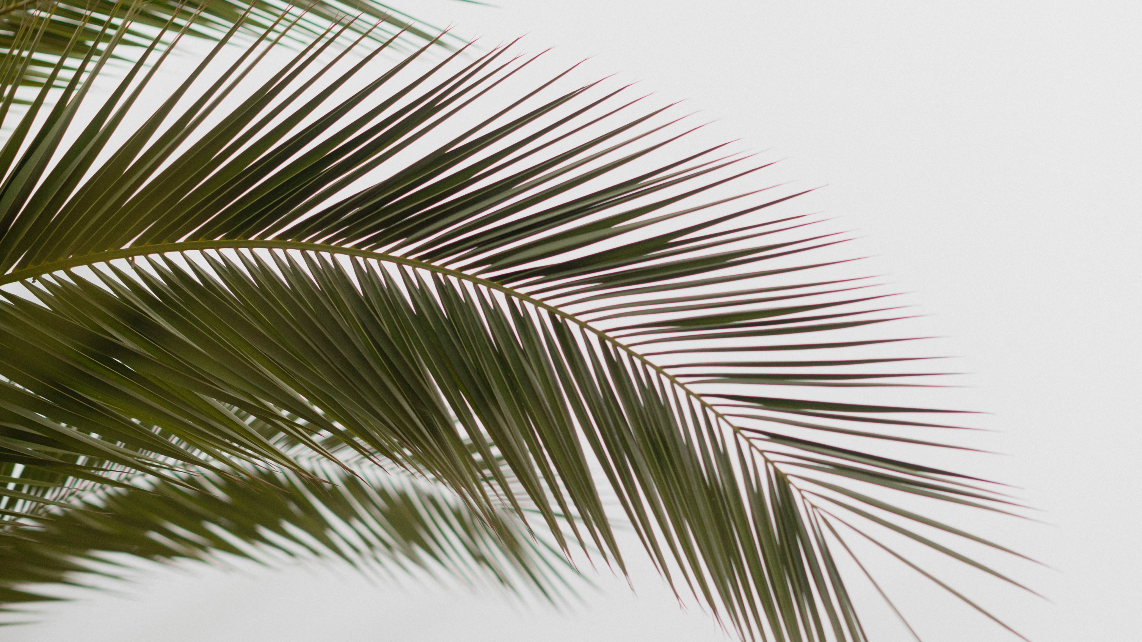 Обои лист, пальмовые рощи, дерево, растительность, Пальма в разрешении 3840x2160