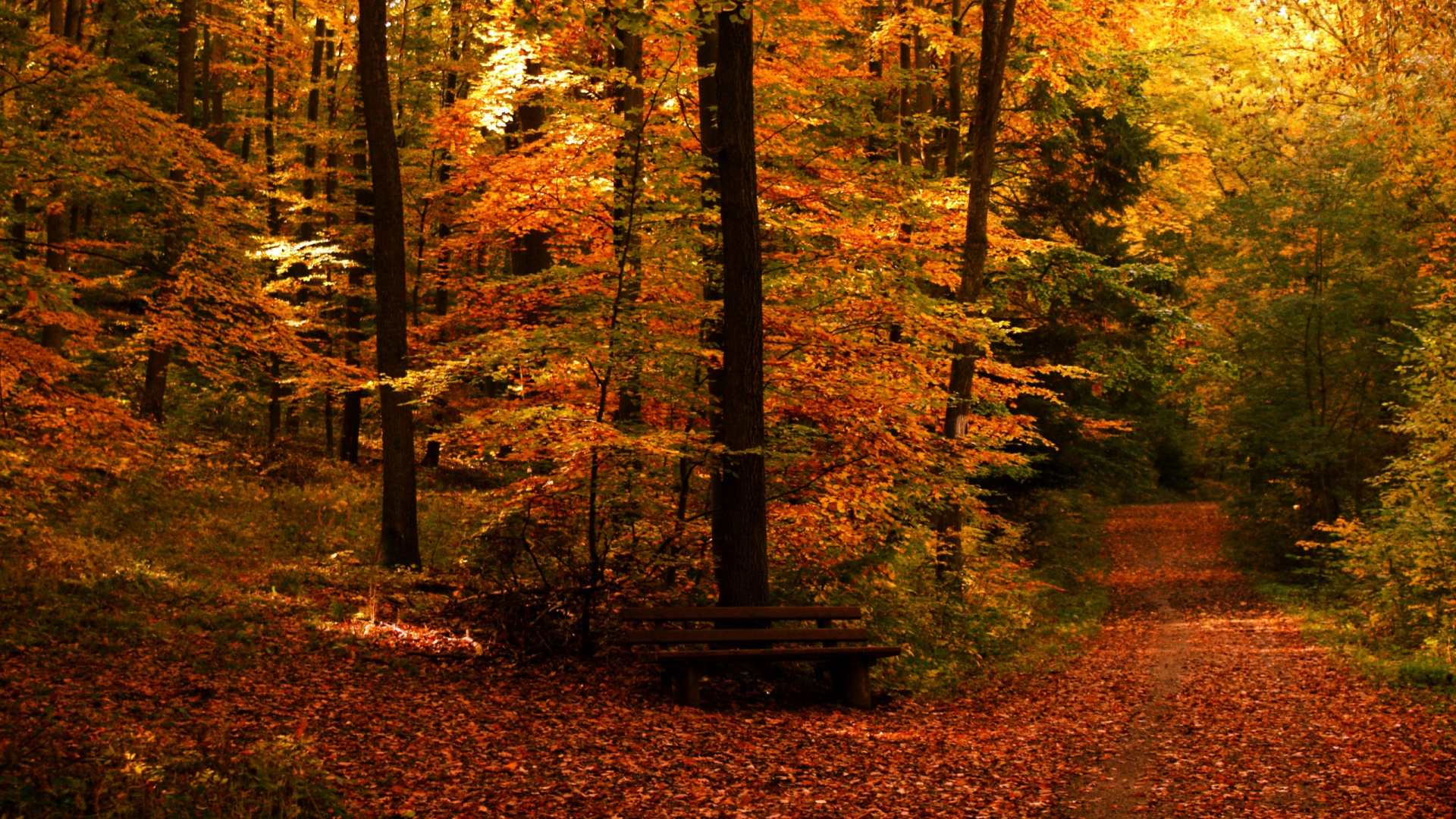 Обои осень, лес, природа, лесистая местность, лист в разрешении 1920x1080