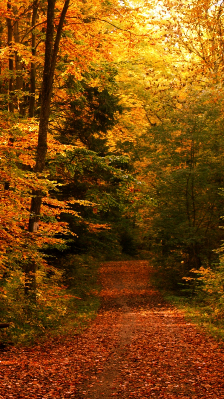 Обои осень, лес, природа, лесистая местность, лист в разрешении 750x1334