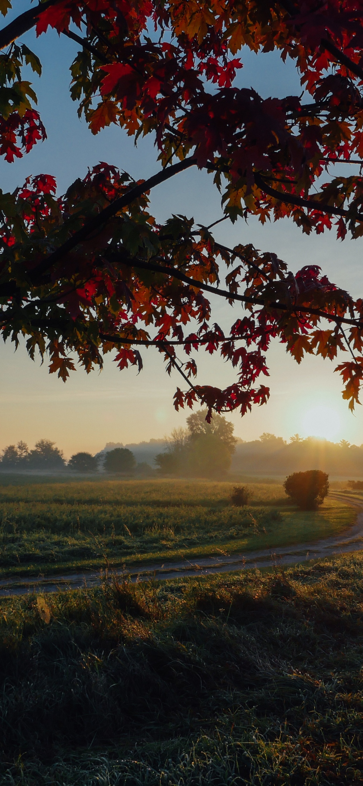 Обои древесные растения, небо, клен, Осенняя окраска листьев, лето в разрешении 1242x2688