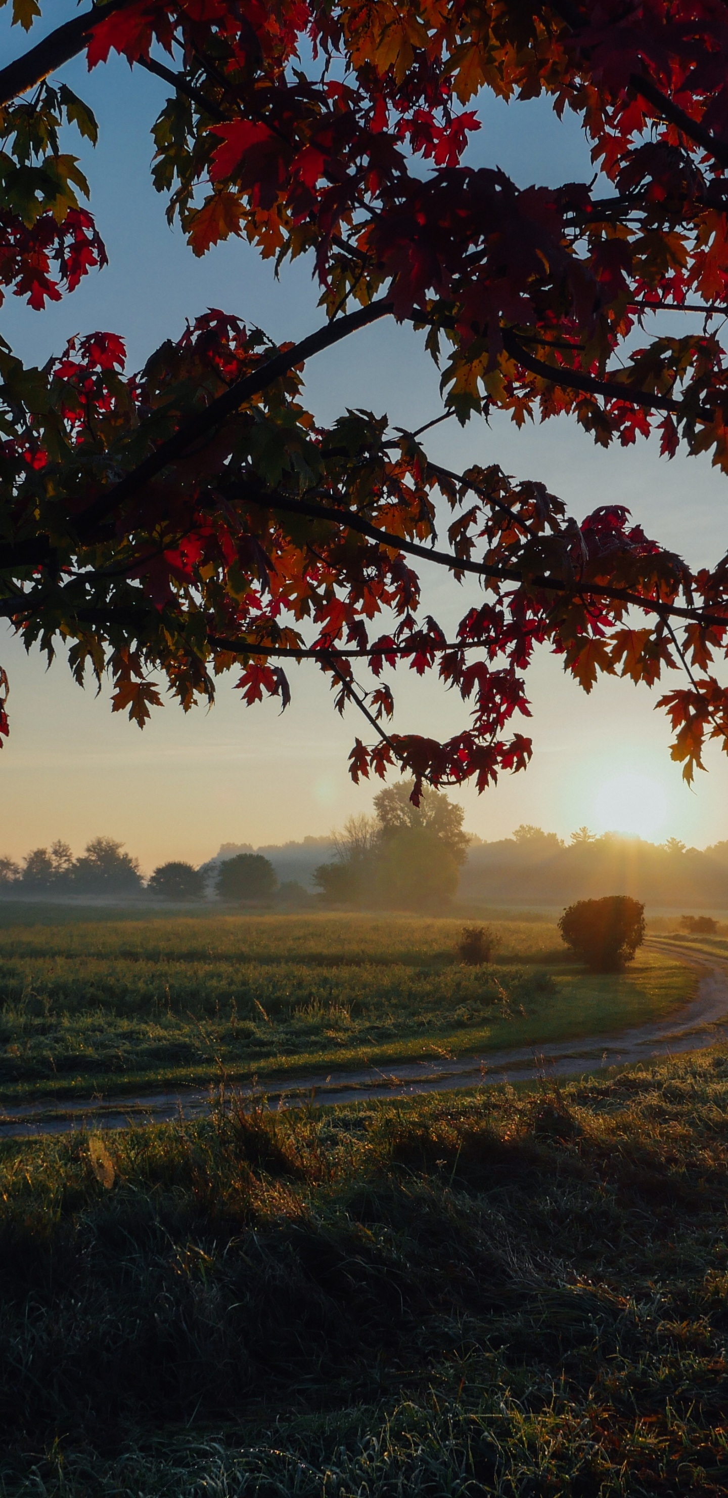 Обои древесные растения, небо, клен, Осенняя окраска листьев, лето в разрешении 1440x2960