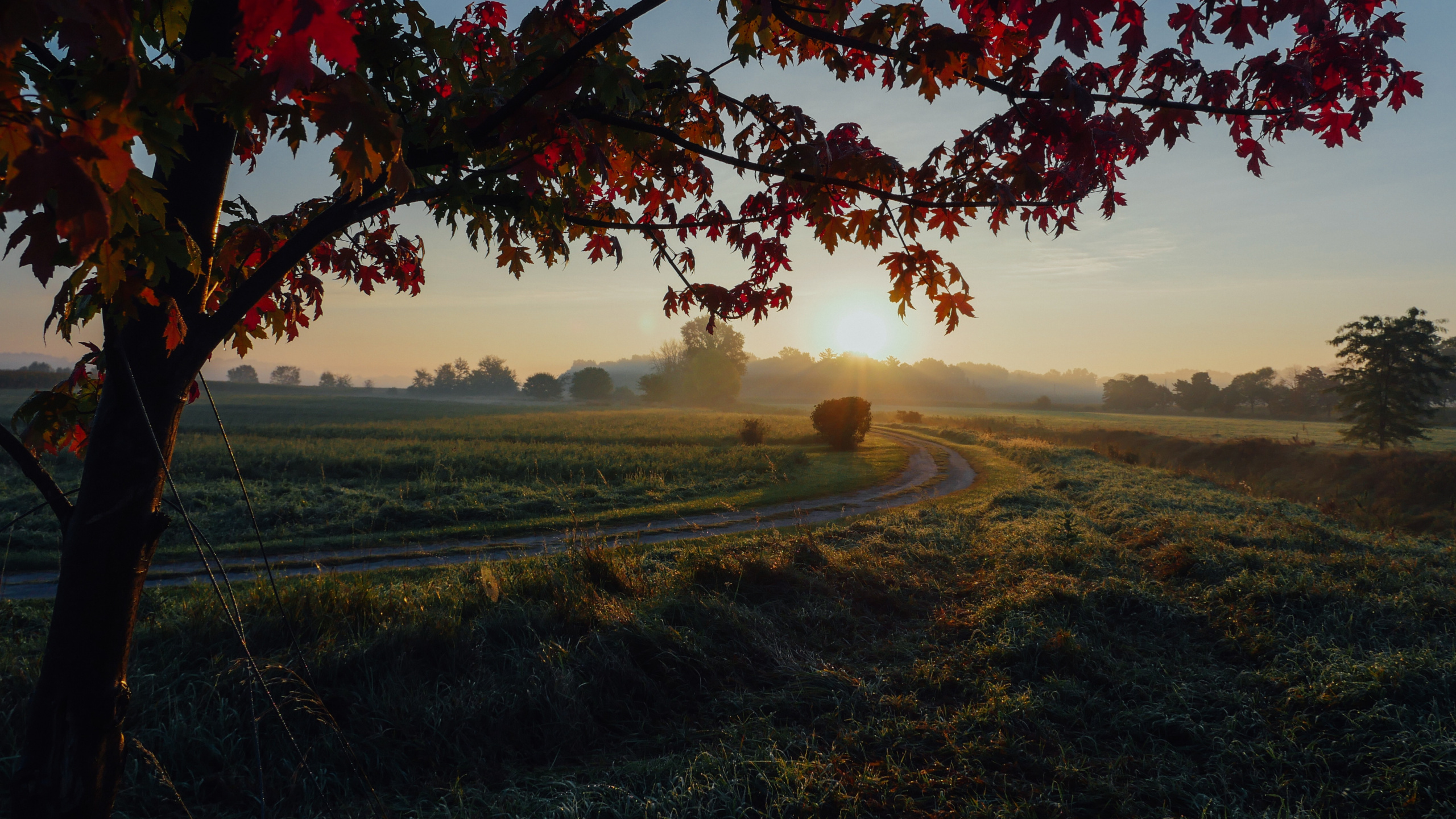 Обои древесные растения, небо, клен, Осенняя окраска листьев, лето в разрешении 2560x1440