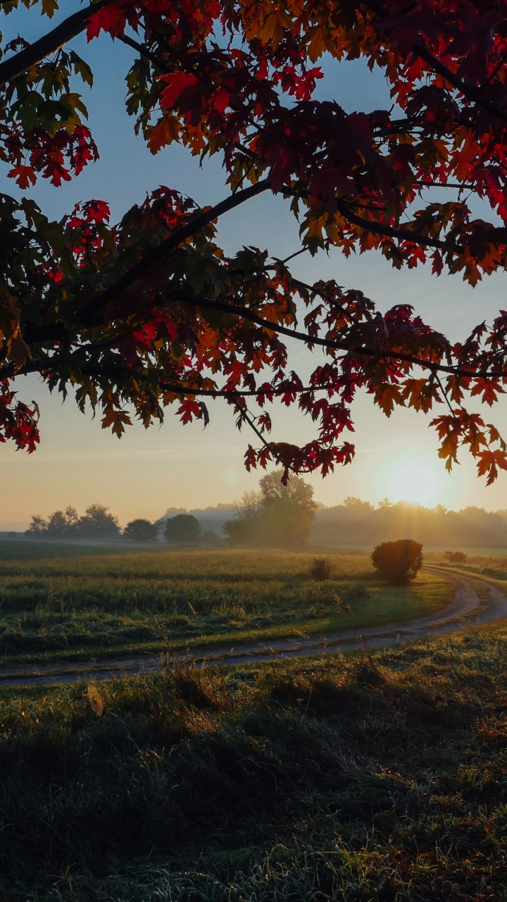 Обои древесные растения, небо, клен, Осенняя окраска листьев, лето в разрешении 720x1280