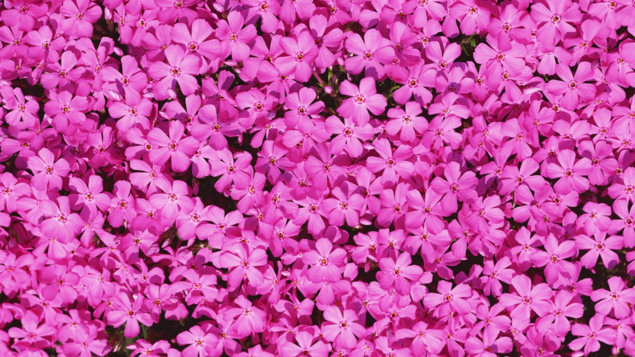 Обои розовый, лепесток, пурпурный цвет, растение, почвопокровная в разрешении 1280x720